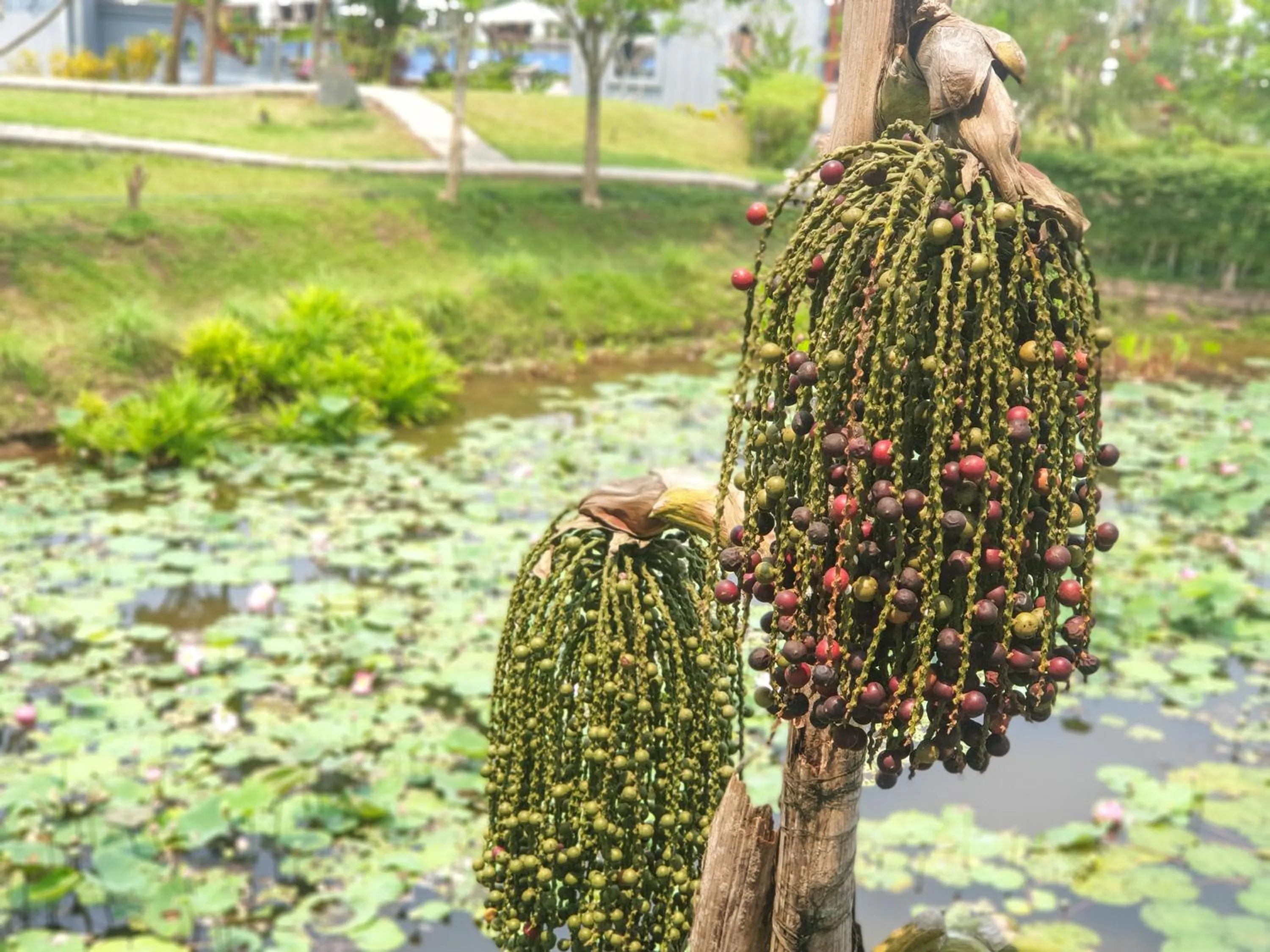 Garden view in Le Palais Juliana