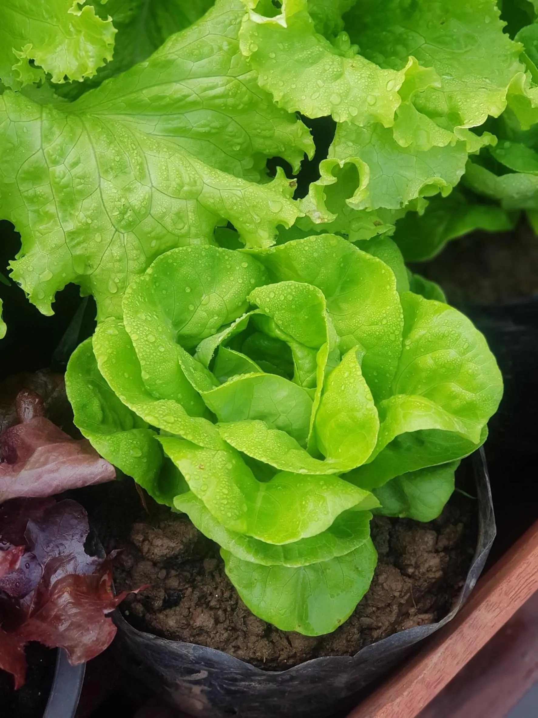 Food in Le Palais Juliana