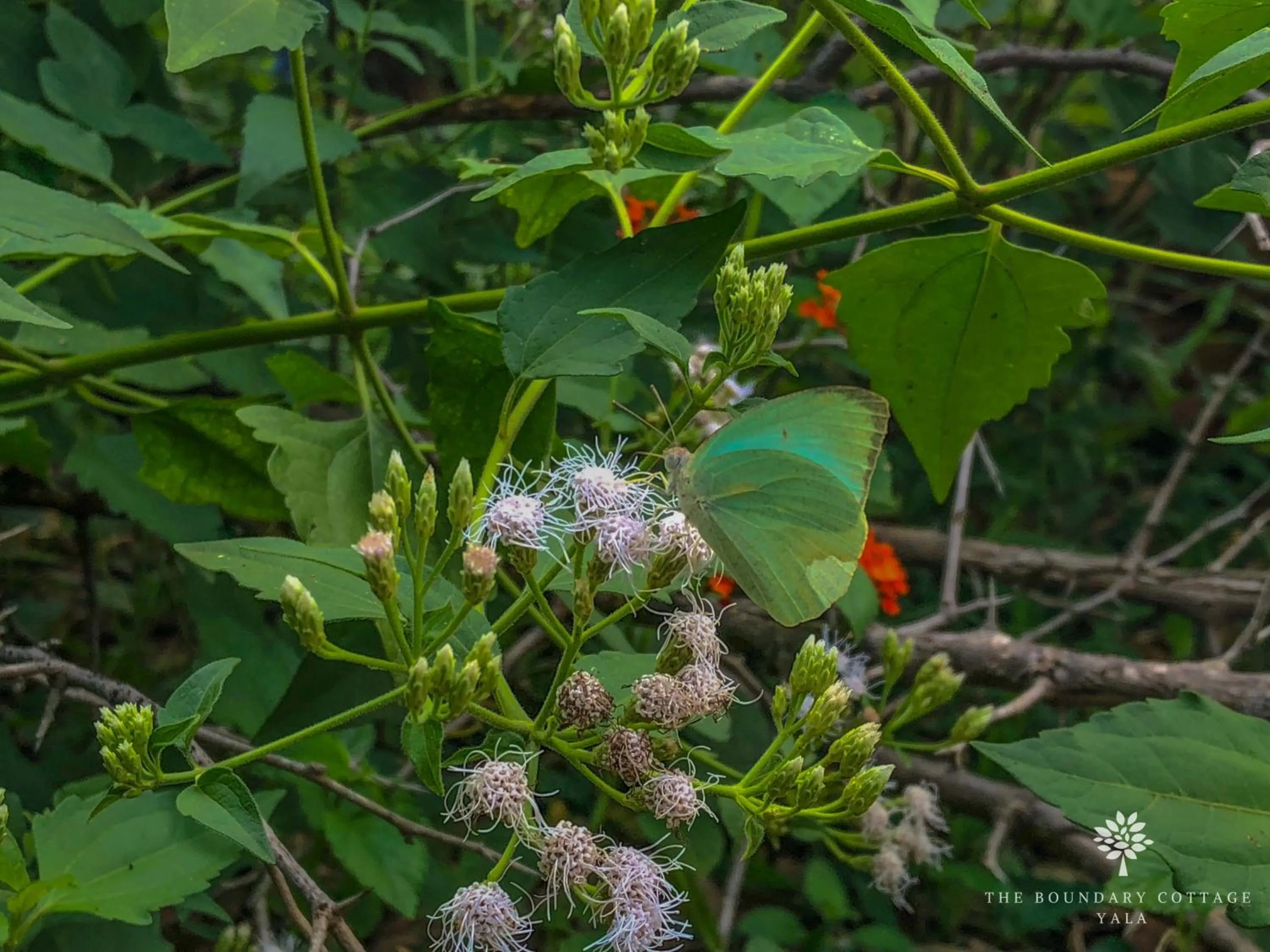 Natural landscape in The Boundary Yala
