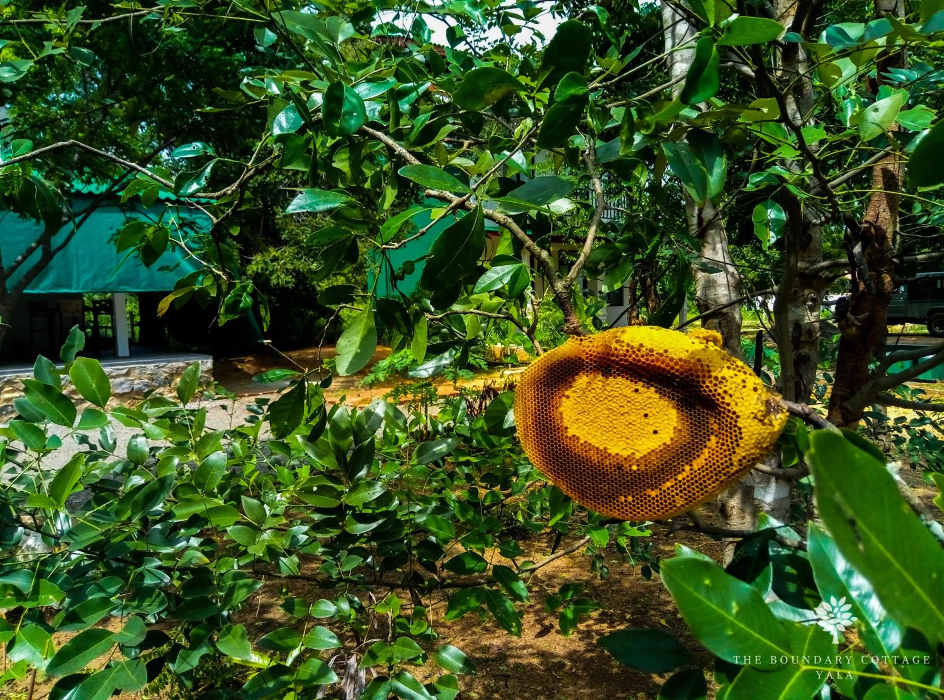 Day in The Boundary Yala