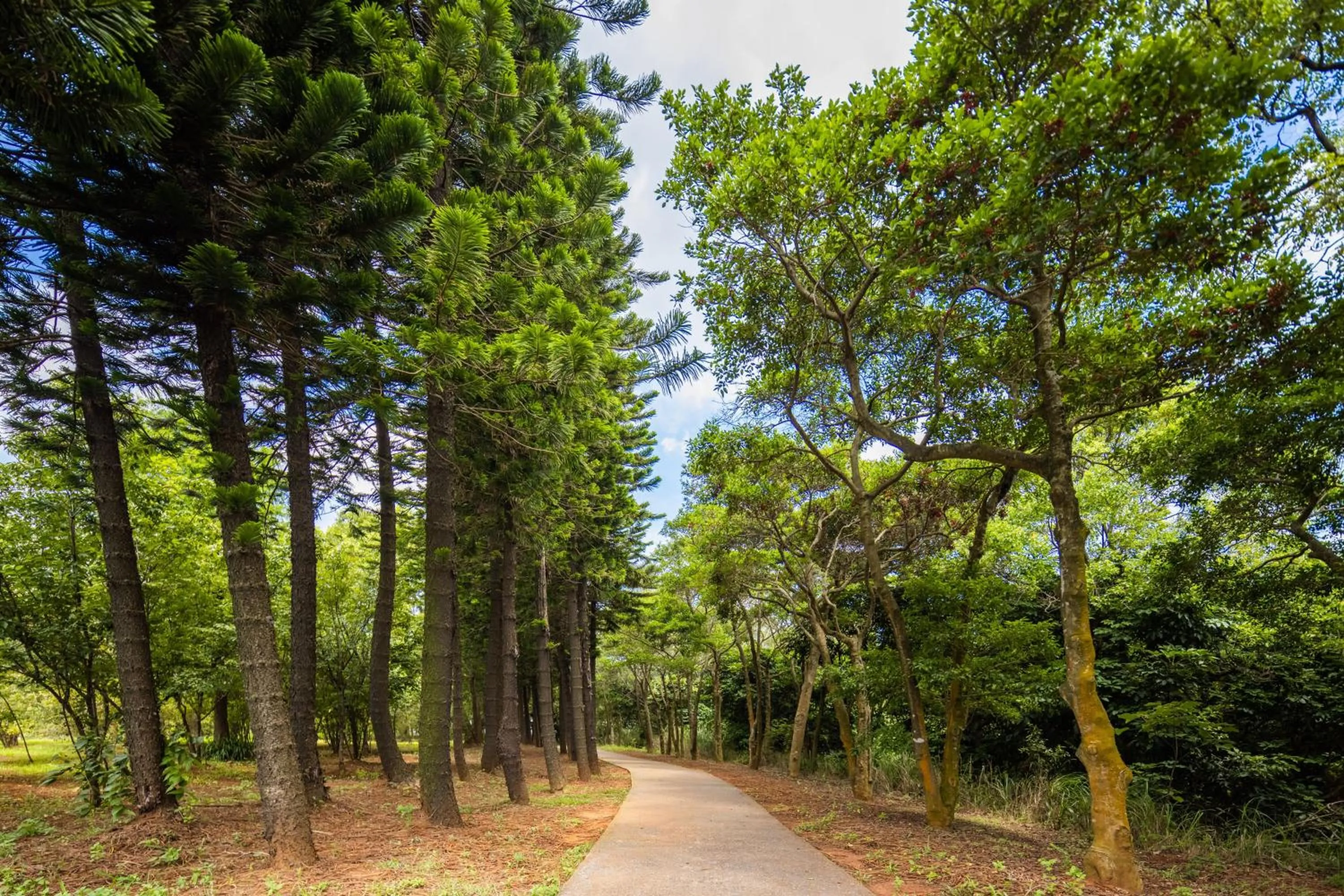 Natural landscape in South Garden Hotels And Resorts