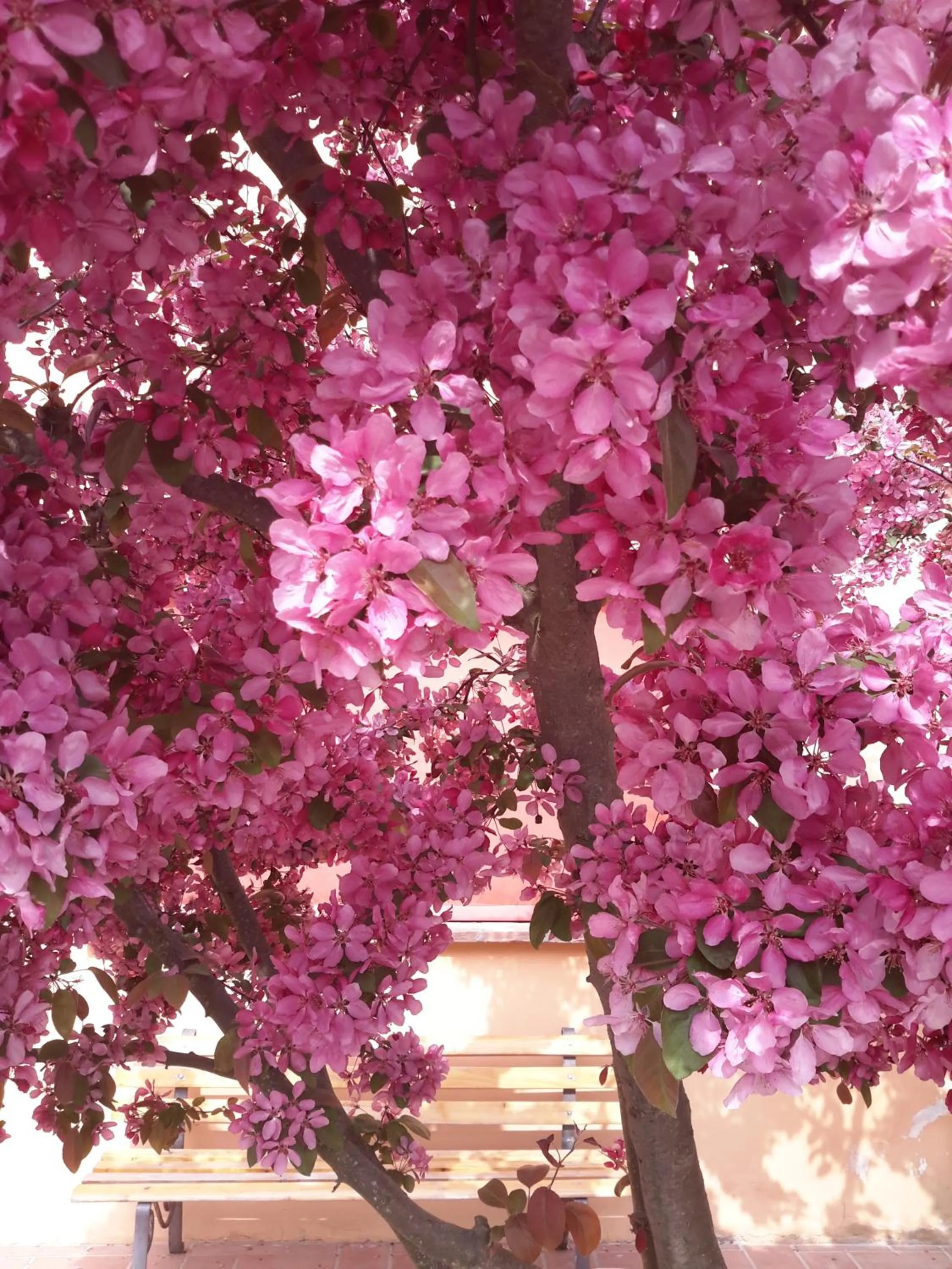 Garden in Agriturismo Lama Di Valle Rosa
