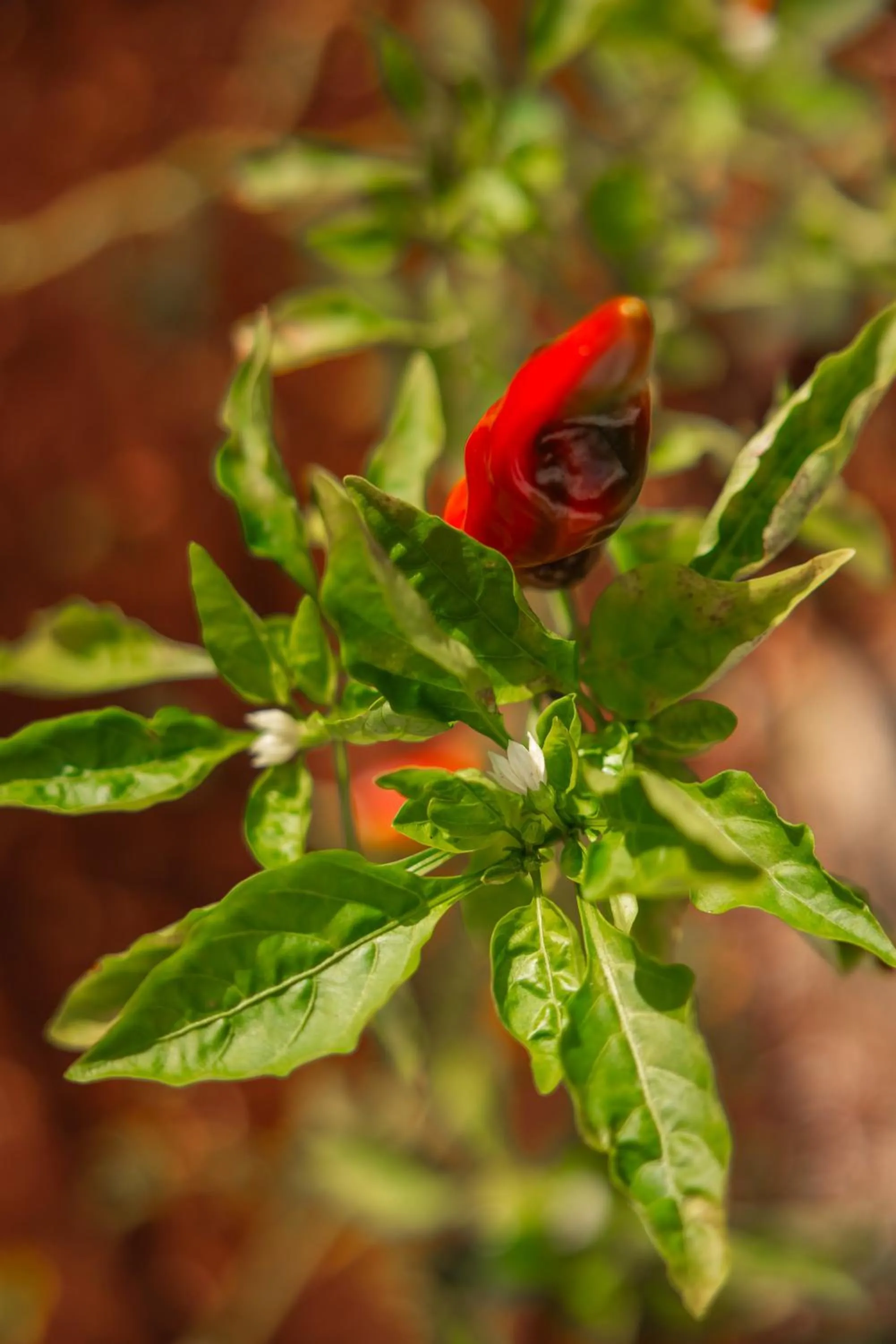 Garden in Hotel Montecallini - Adult Only 14