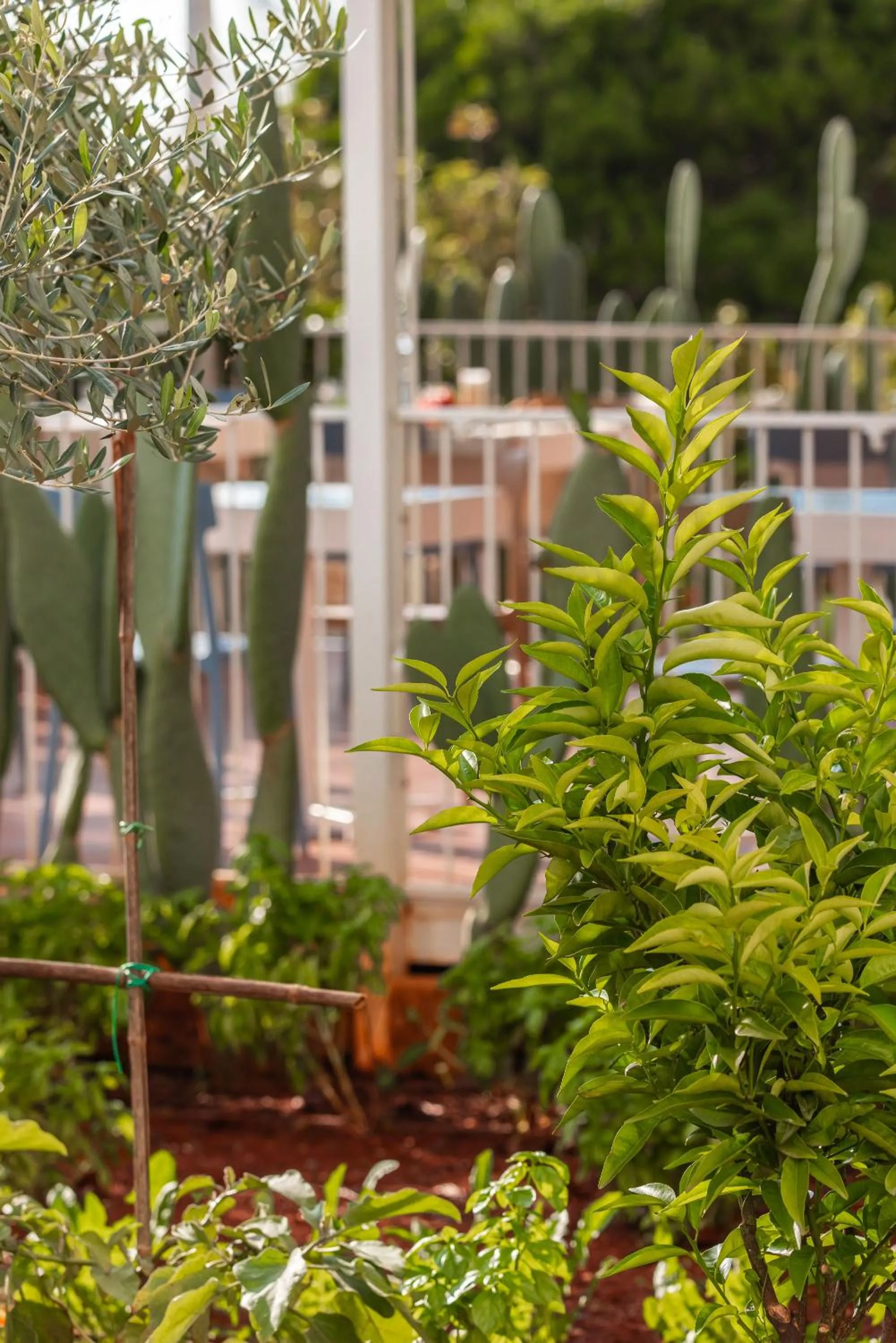 Garden in Hotel Montecallini - Adult Only 14