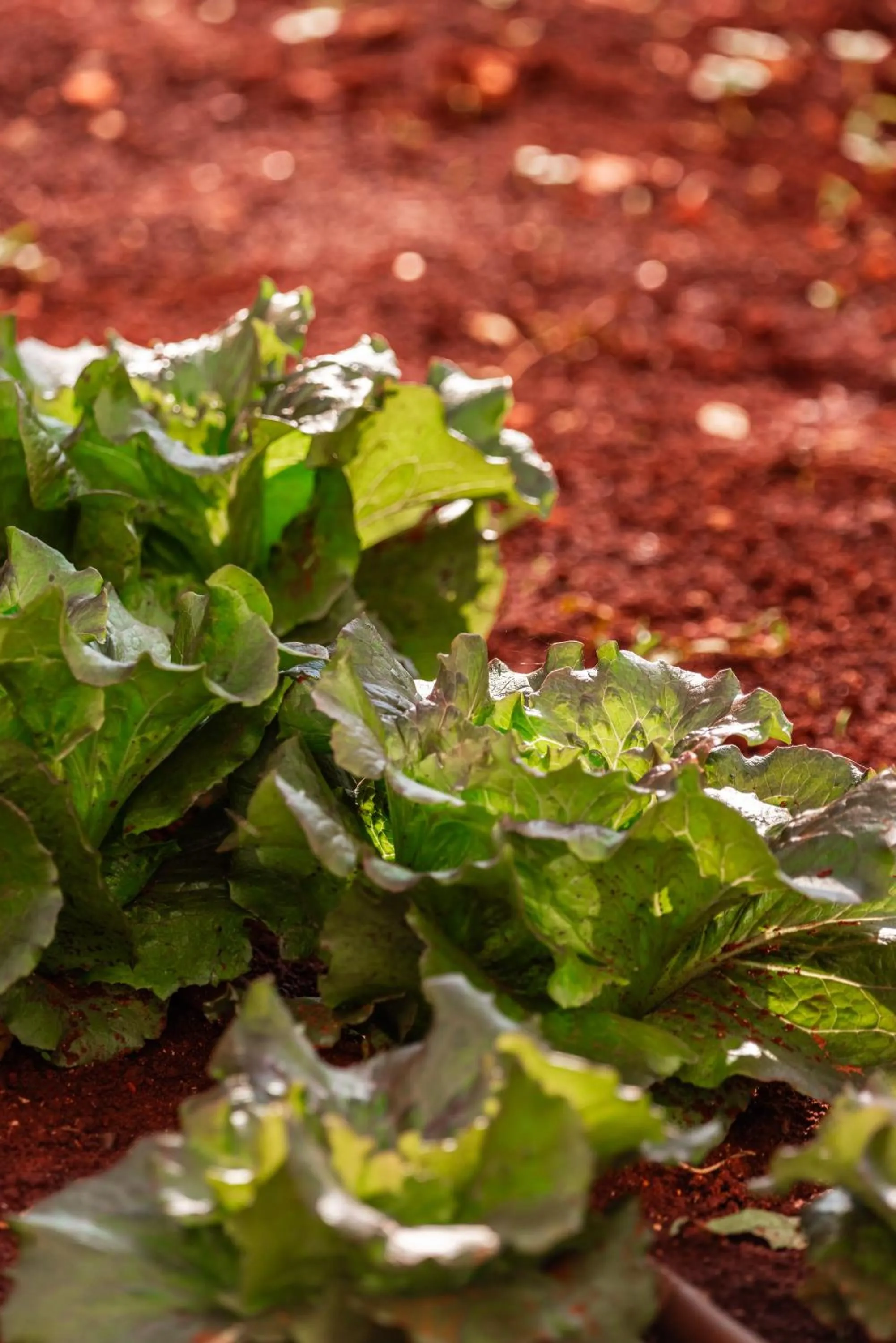 Garden in Hotel Montecallini - Adult Only 14