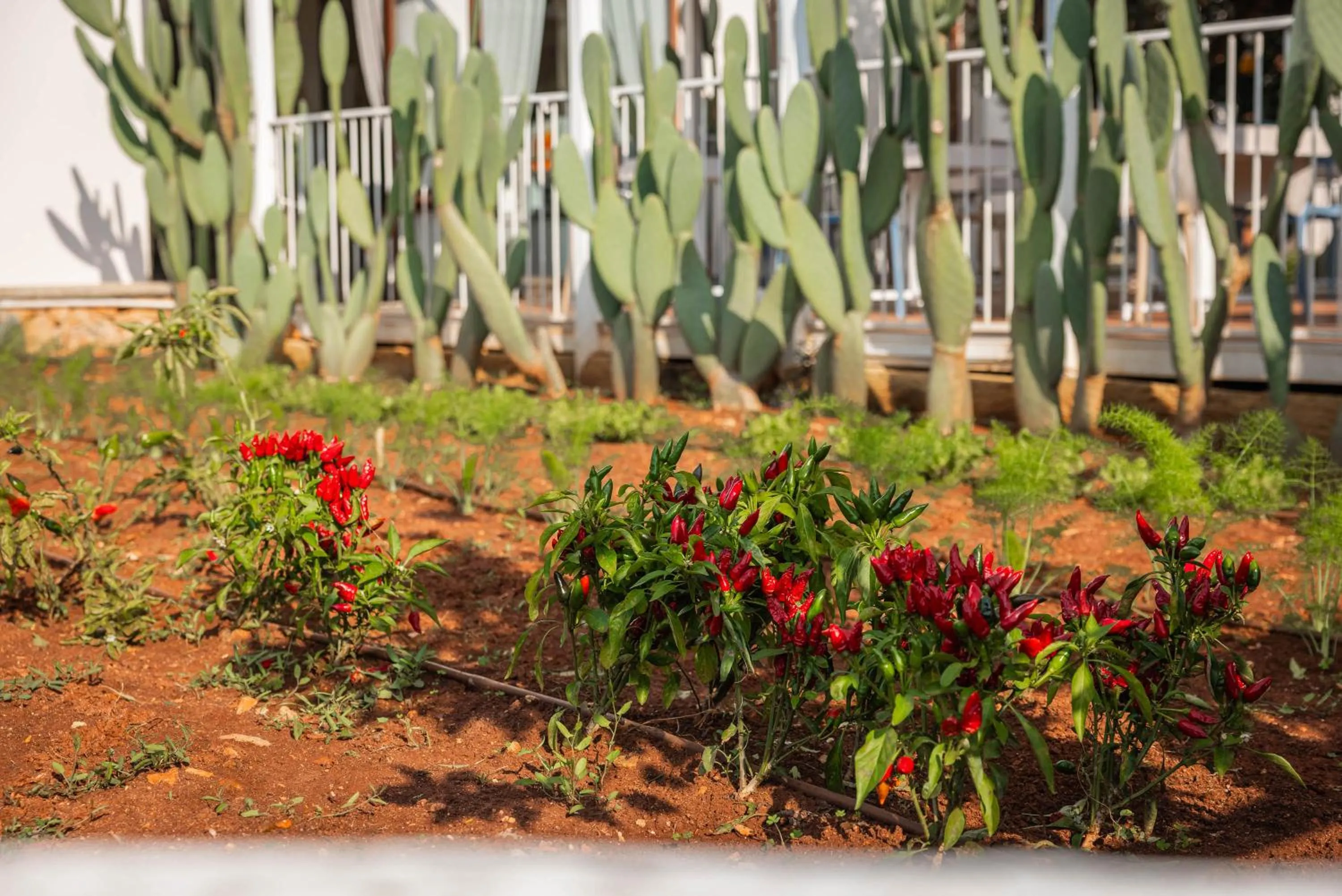 Garden in Hotel Montecallini - Adult Only 14