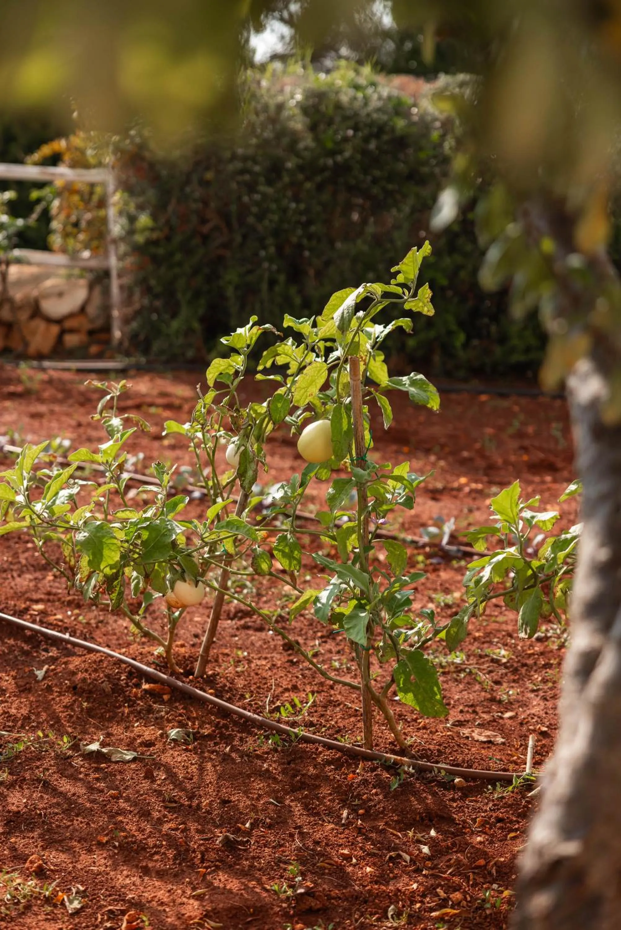 Garden in Hotel Montecallini - Adult Only 14