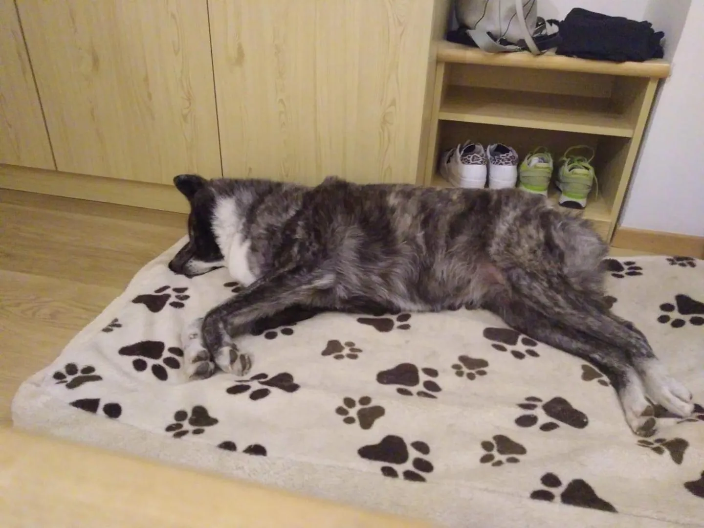 Animals in Alpine Touring Hotel-petfriendly