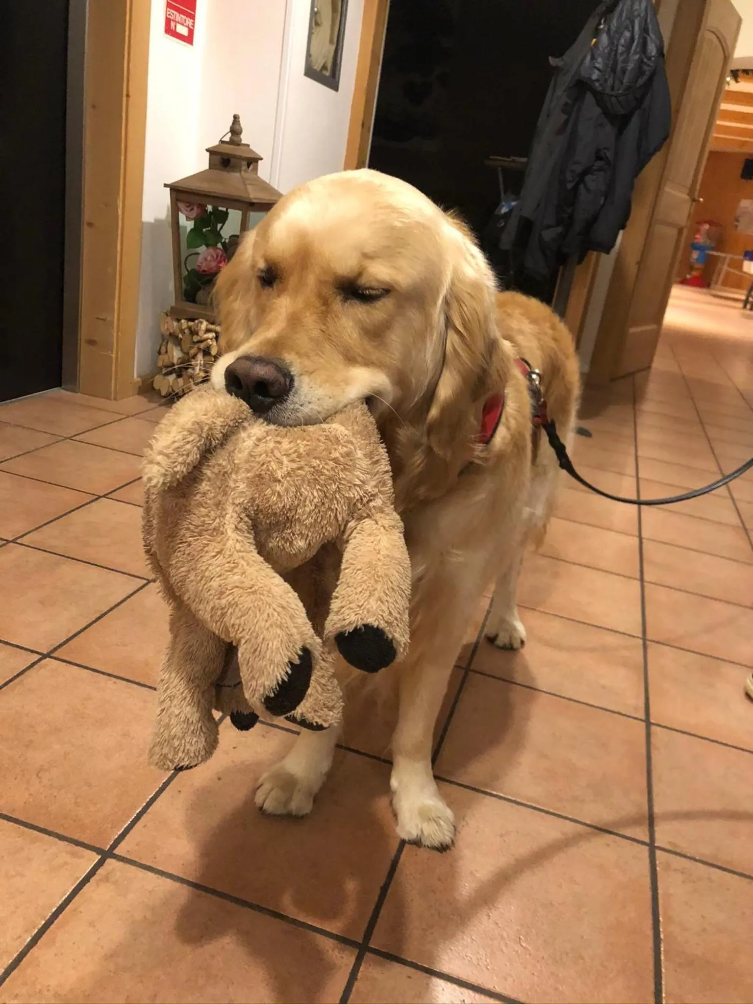 Animals in Alpine Touring Hotel-petfriendly