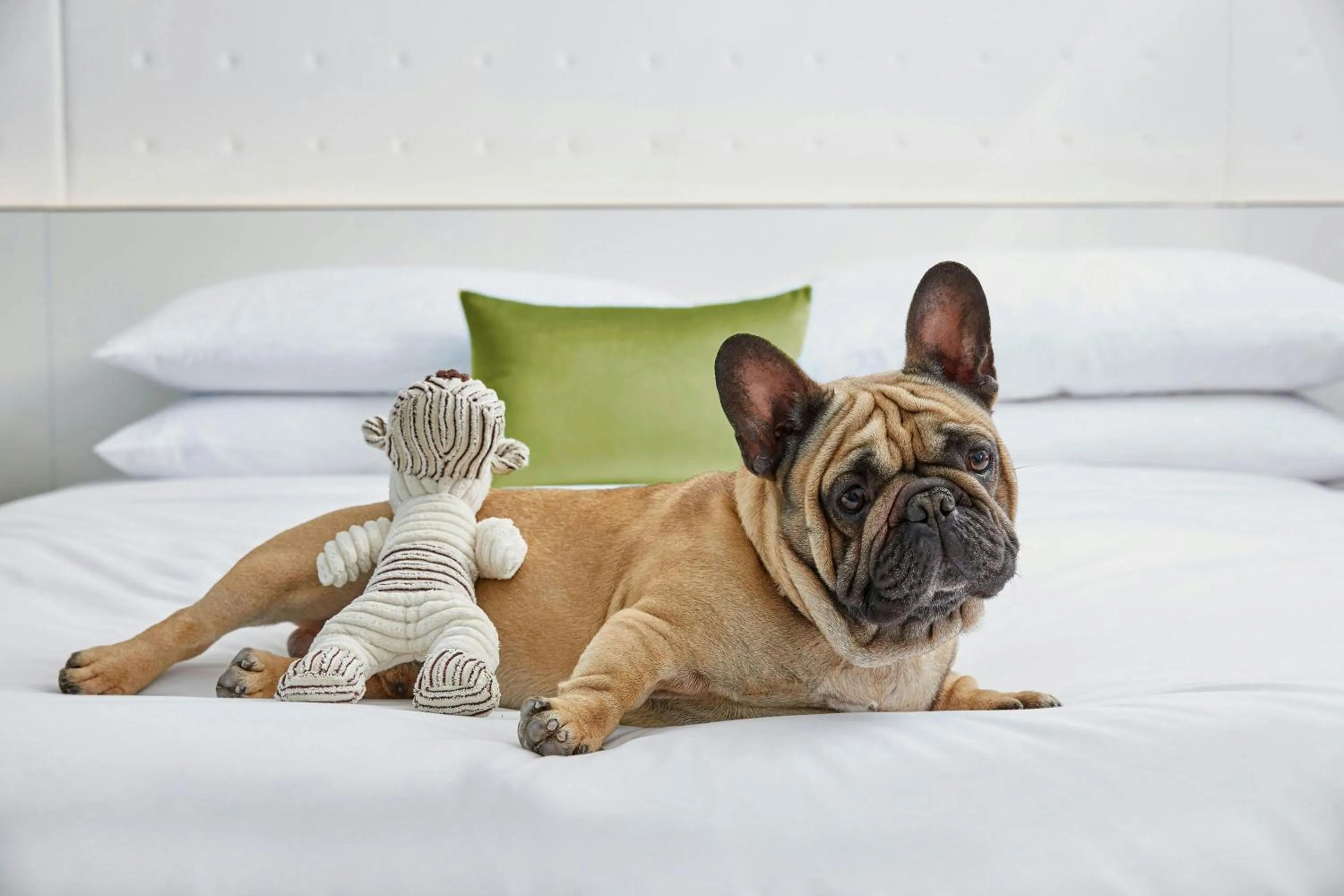 Other, Bed in Charlotte Marriott SouthPark