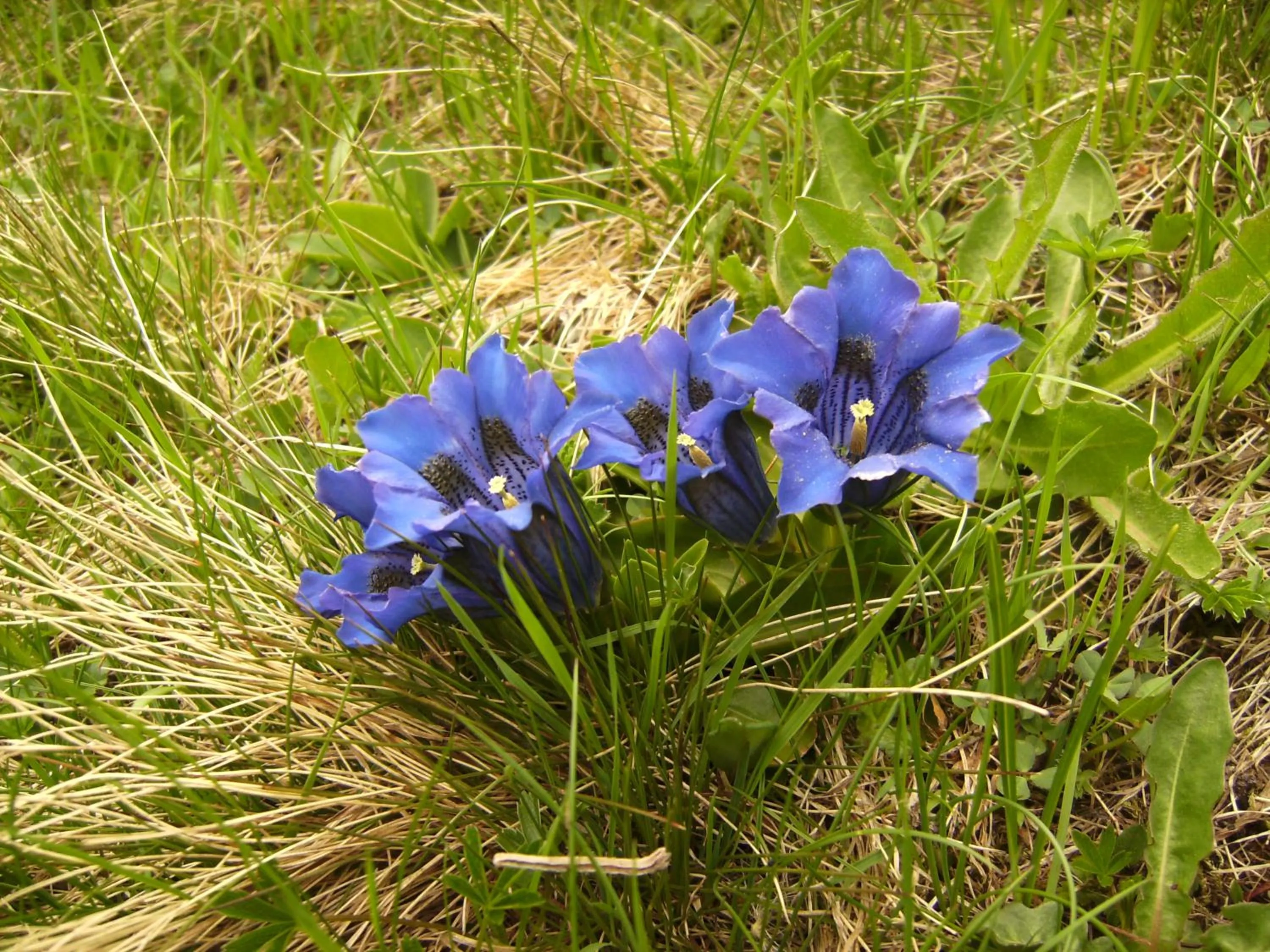 Spring in Neuner Charlotte incl Skidepot an der Hochzeigerbahn
