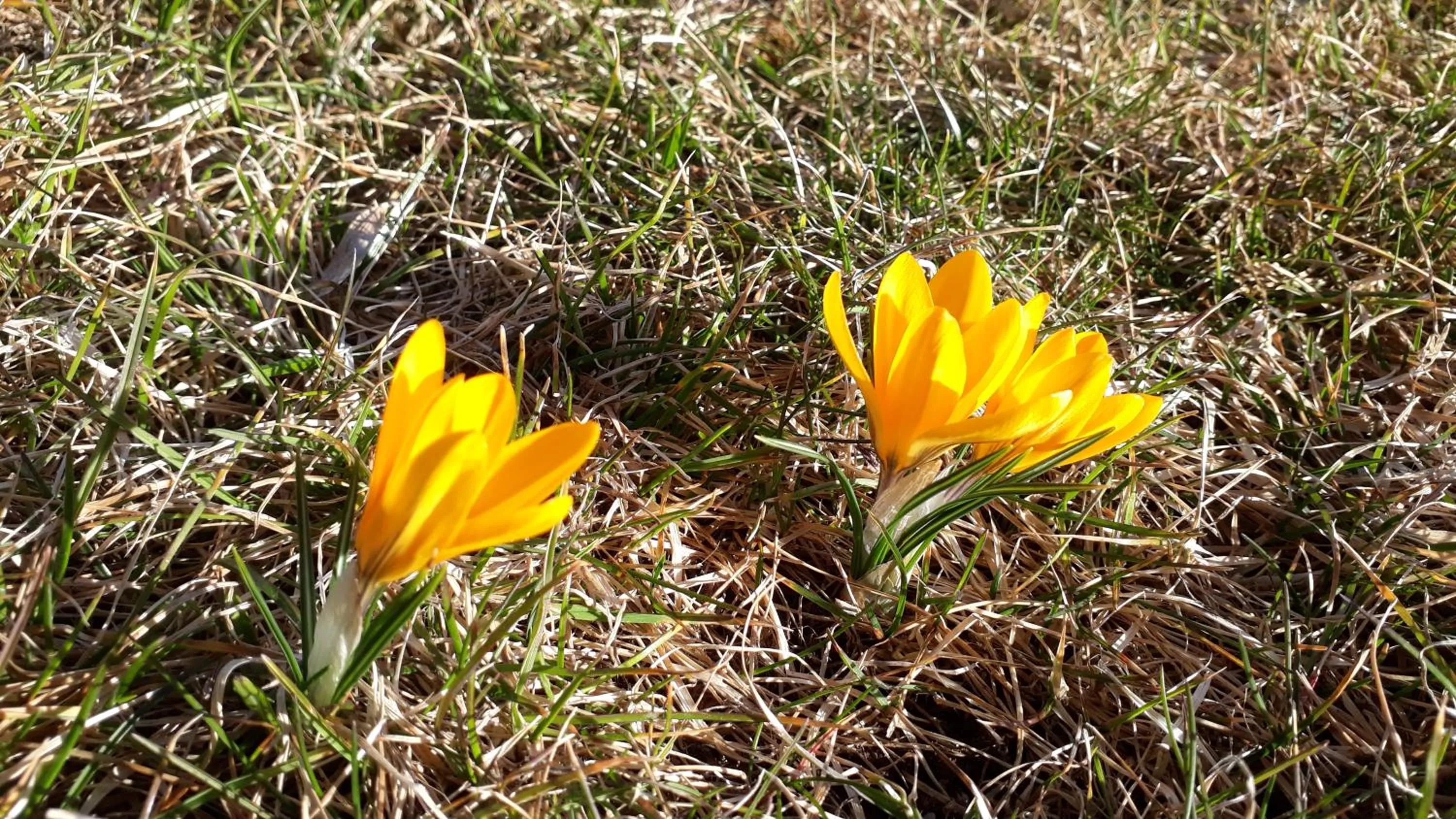 Spring in Neuner Charlotte incl Skidepot an der Hochzeigerbahn