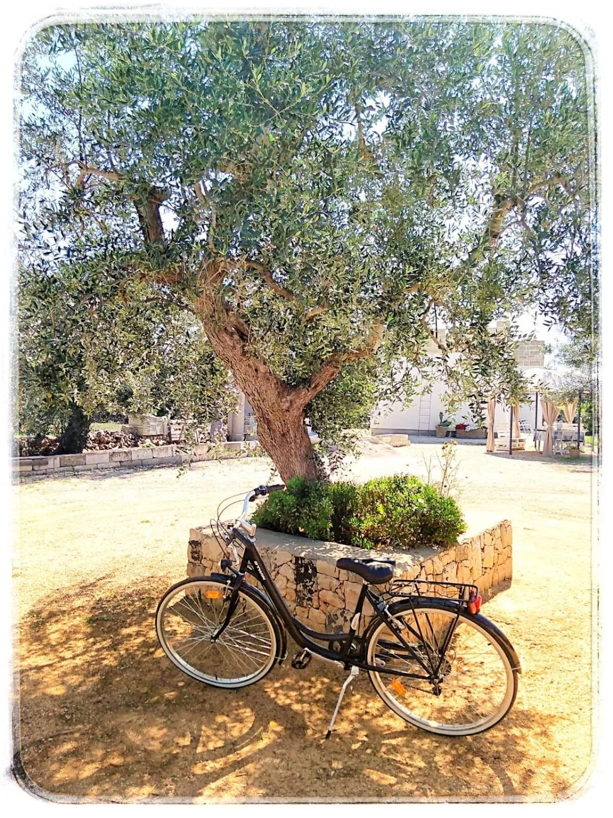 Garden in B & B Pietra Vecchia