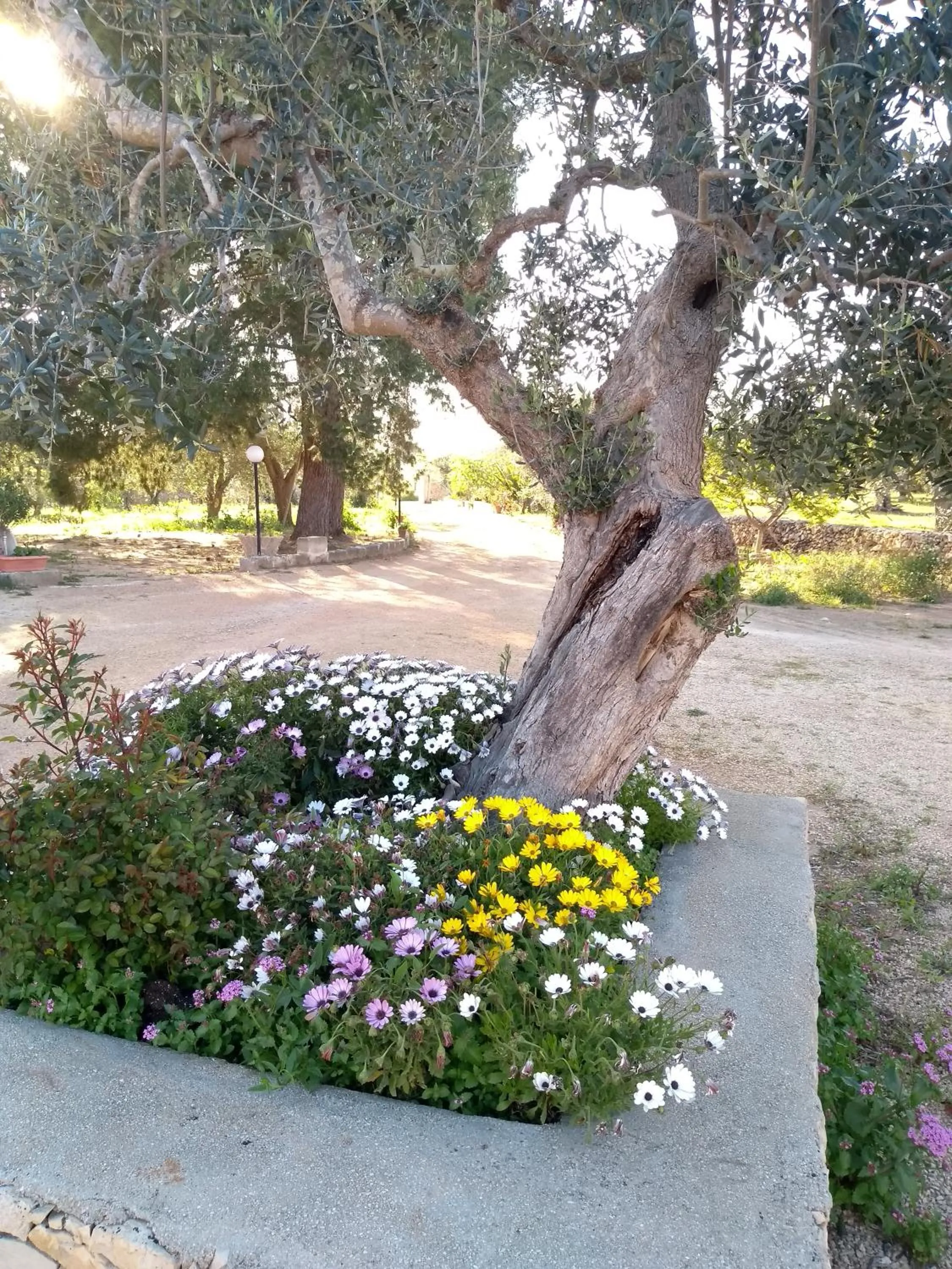 Garden view in B & B Pietra Vecchia
