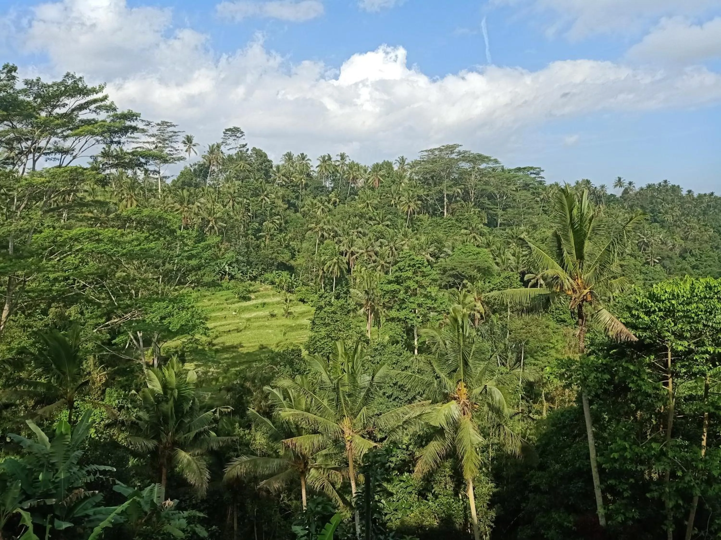 Natural landscape in Tirta Asri Ubud Villa
