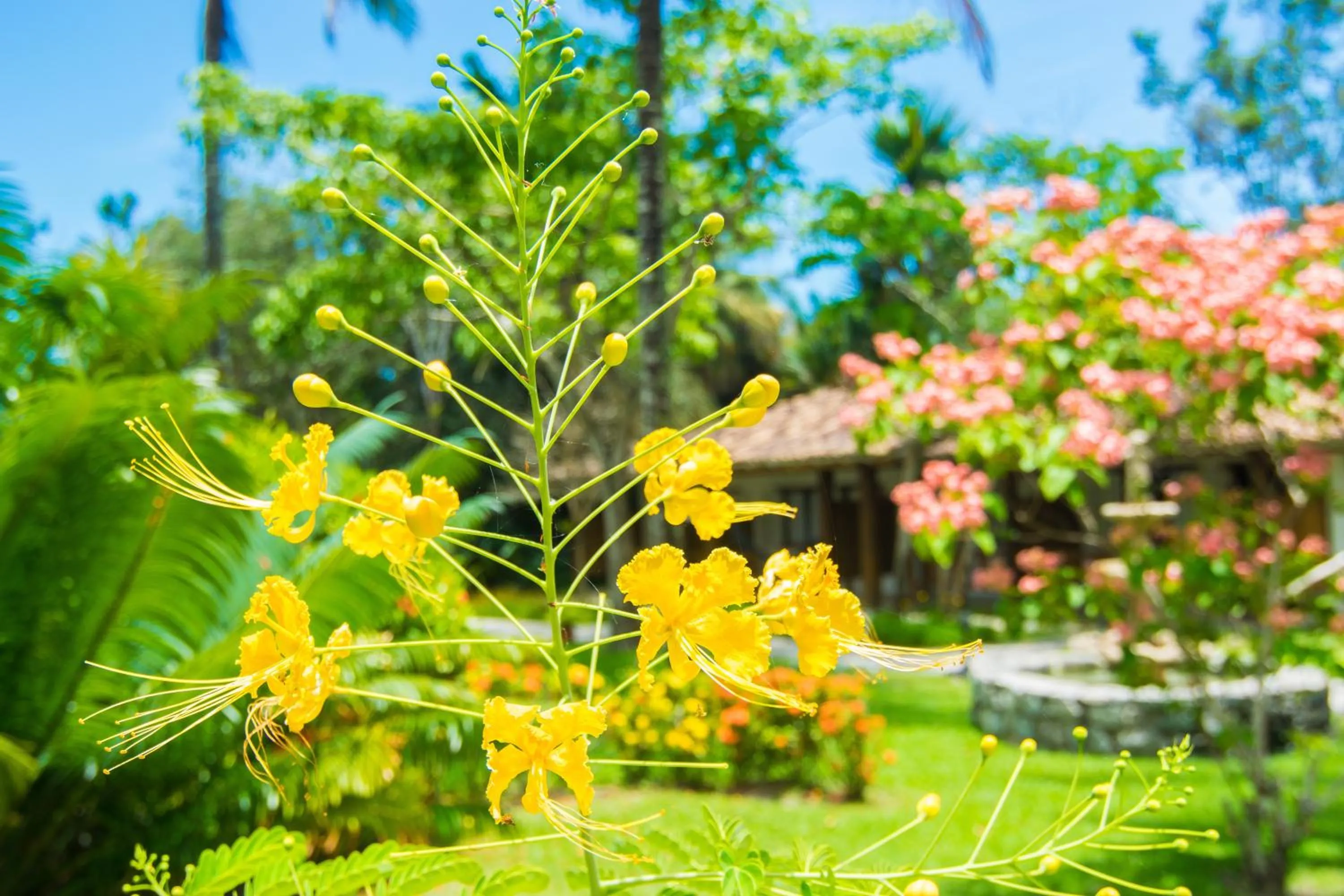 Spring in Manacá Pousada Parque