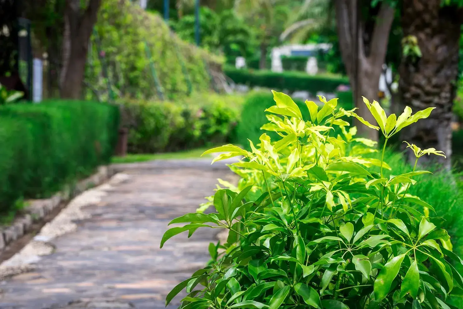 Garden view in Romana Resort & Spa Garden view in Romana Resort & Spa