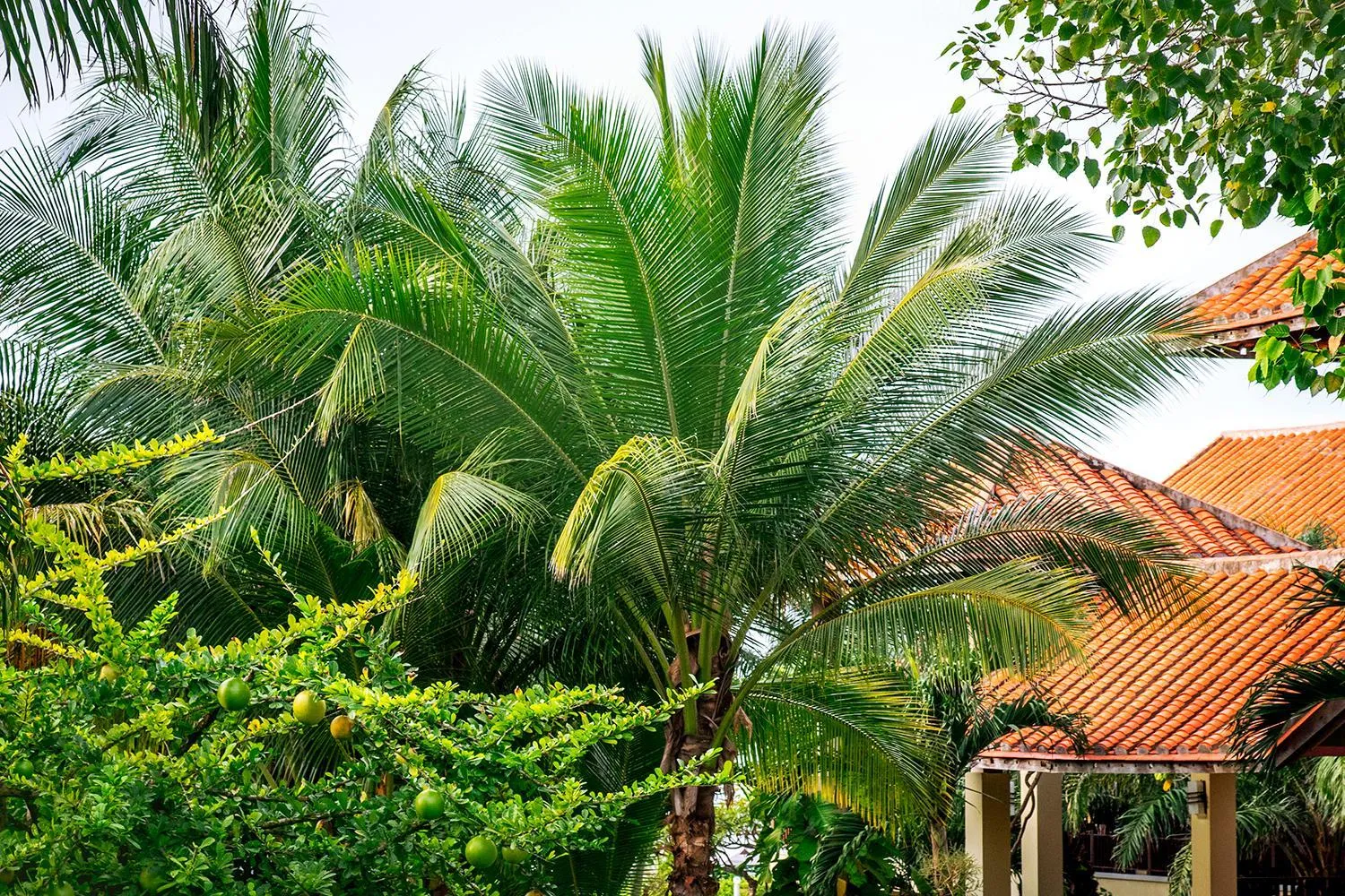 Garden in Romana Resort & Spa
