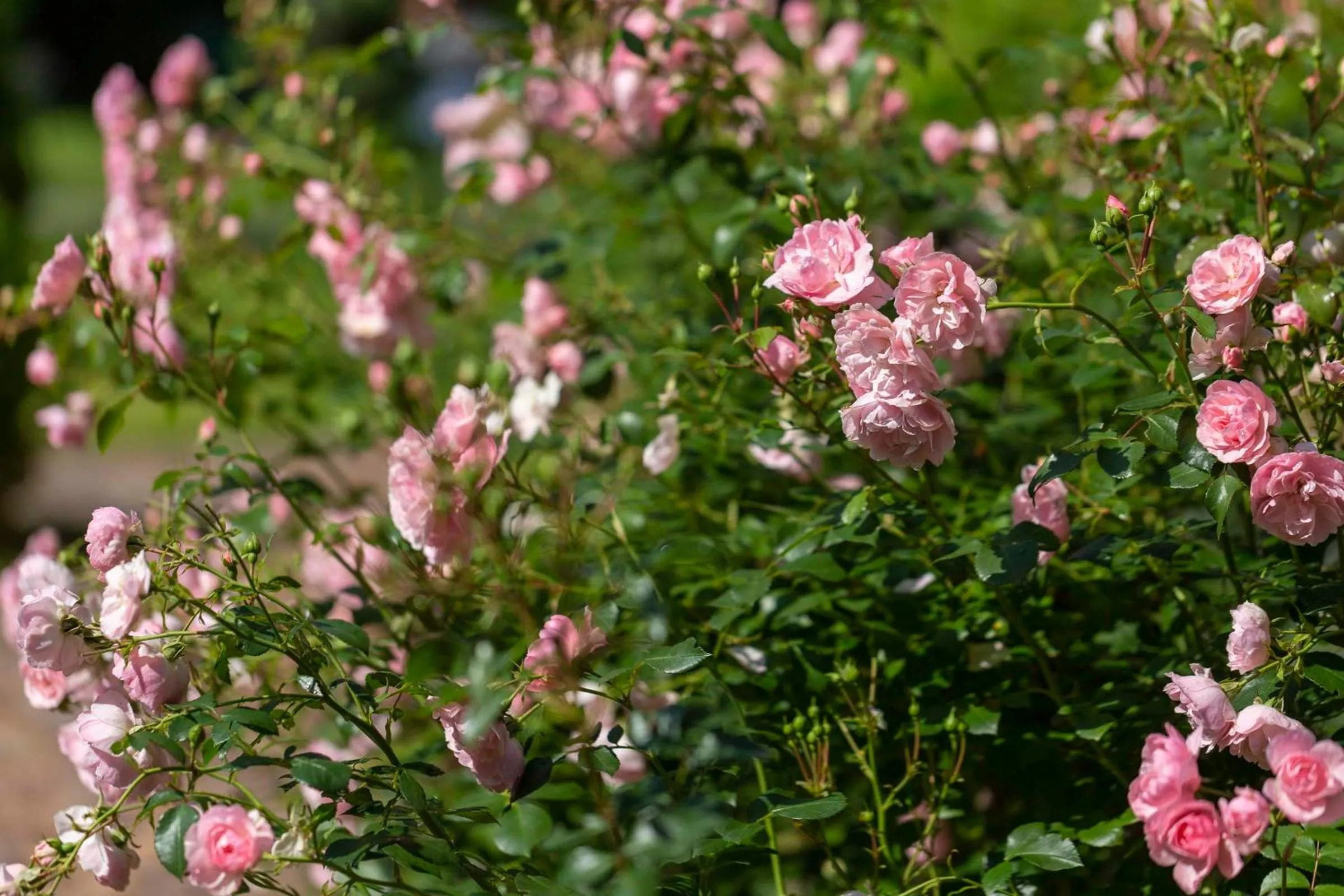 Property building in Villa Fantasia Budget Boutique Hotel