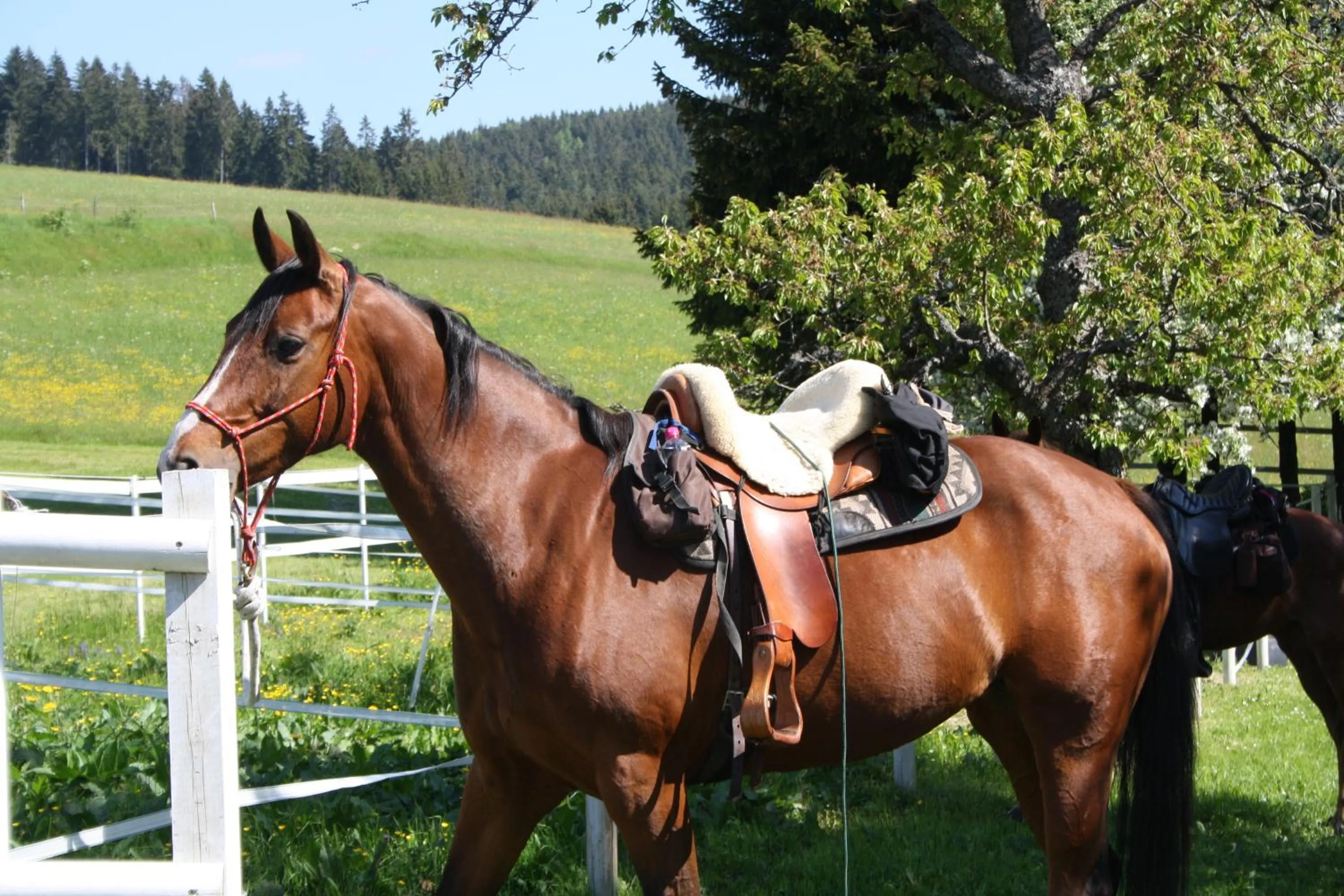 Garden in Landhotel Bartlehof