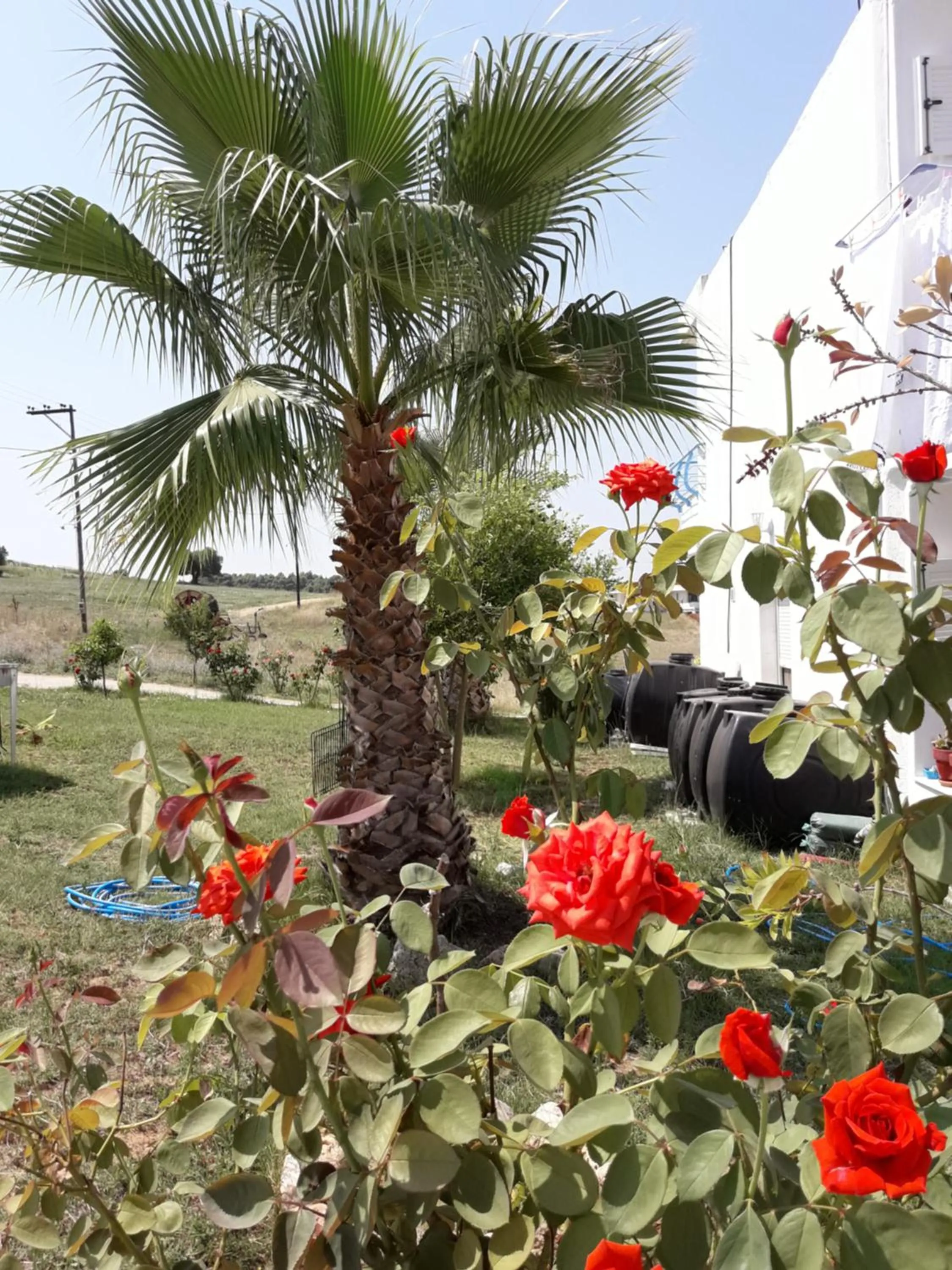 Garden in Villagiannis