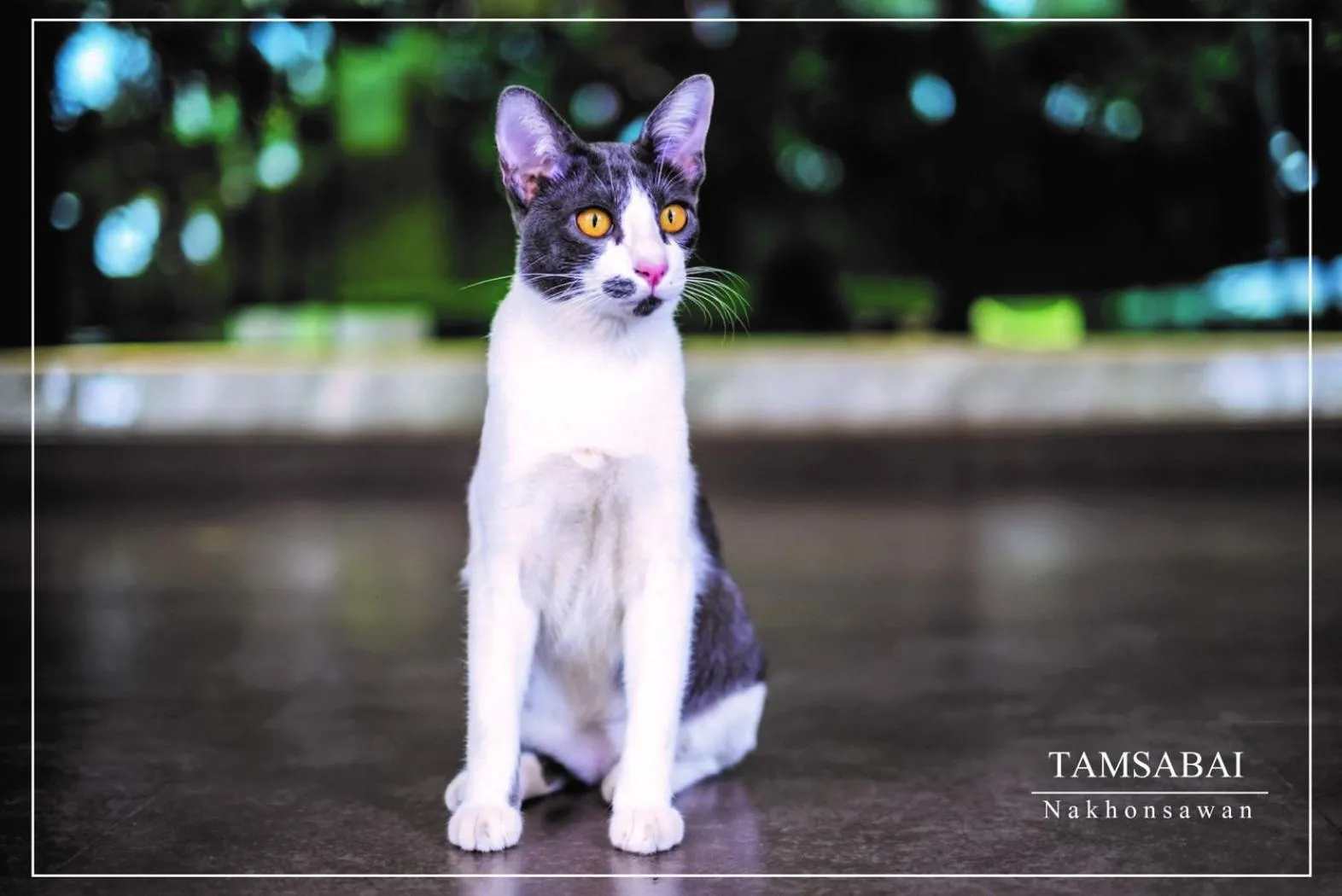 Animals in Tamsabai hotel