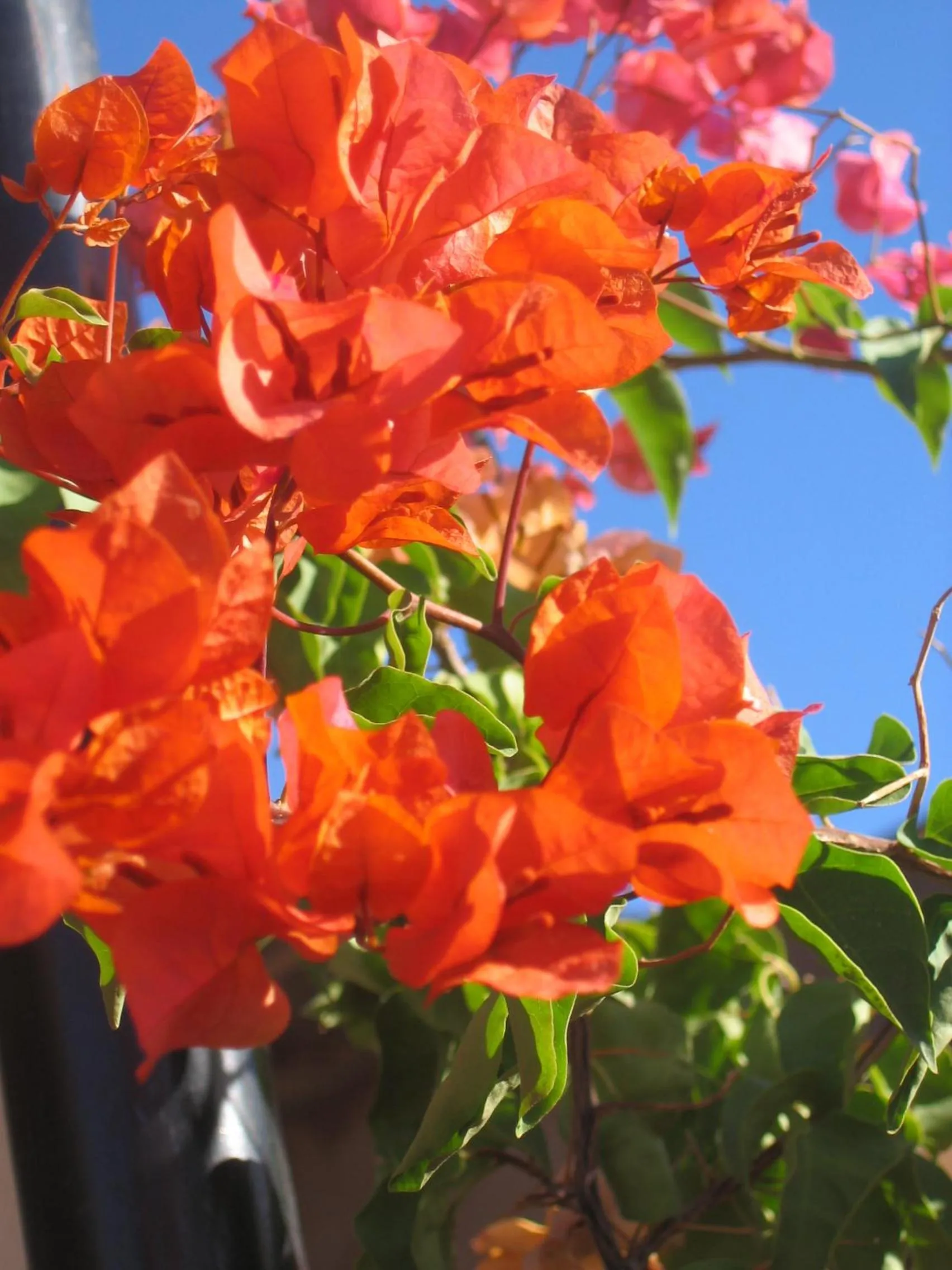 Balcony/Terrace in Riad Irene