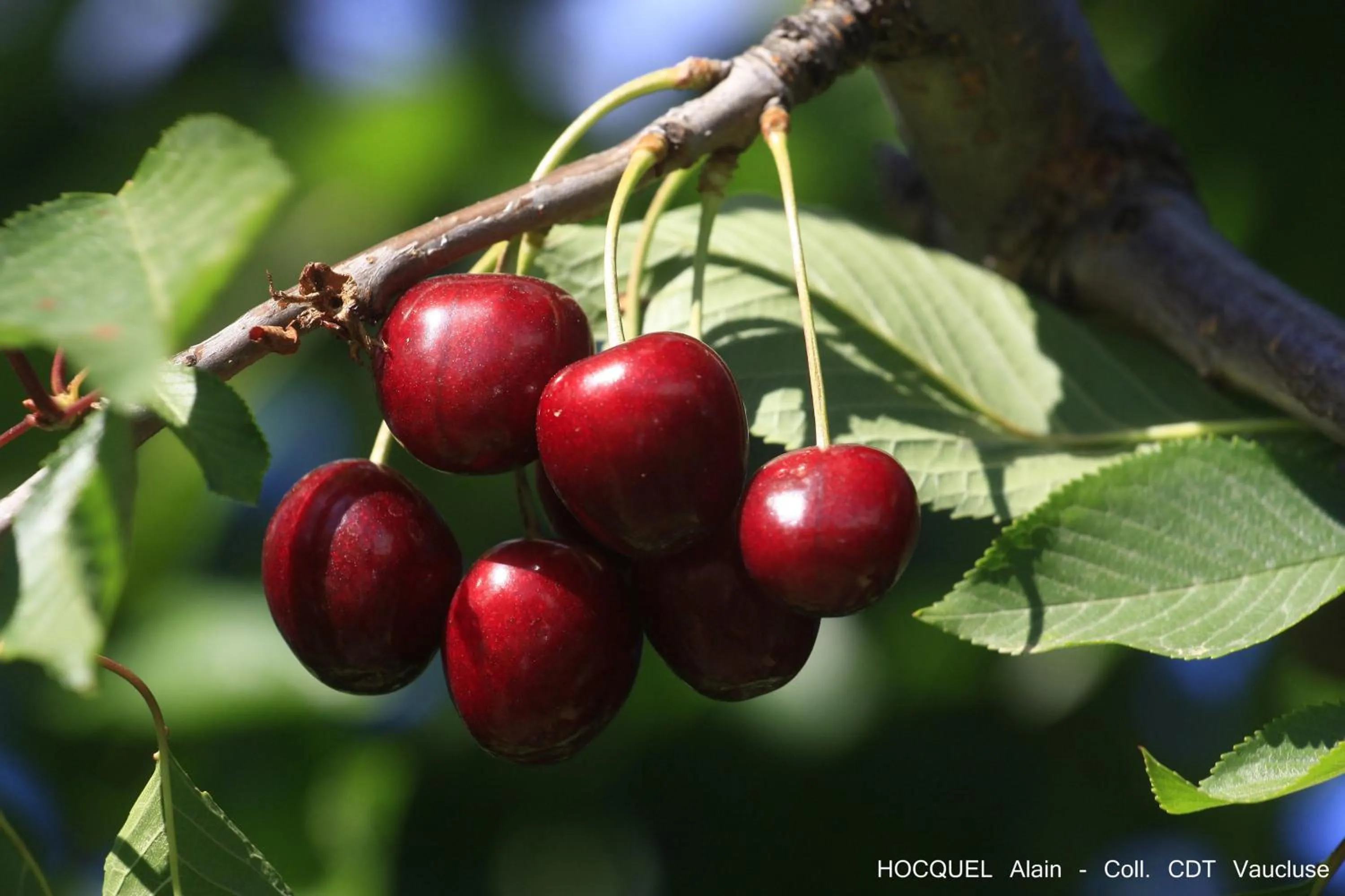 Other in Les Terrasses - Gordes