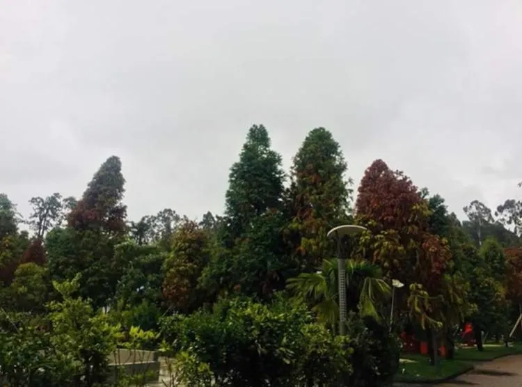 Garden in Ana's Apartment in Chakvi Oasis