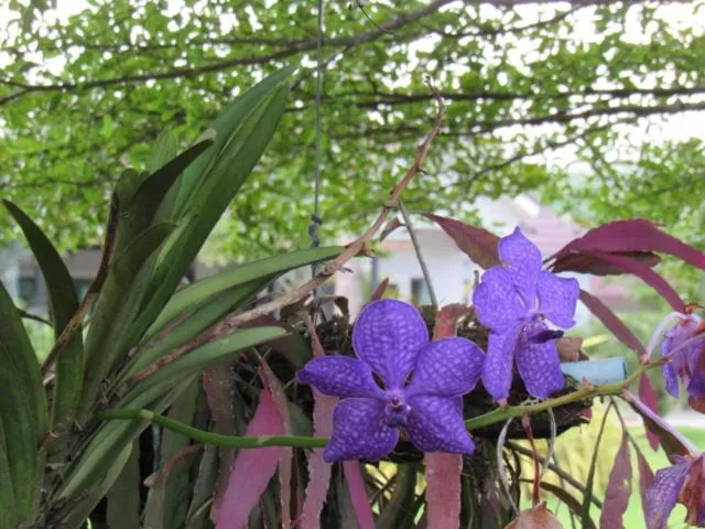 B&B Forest Hill Khao Yai