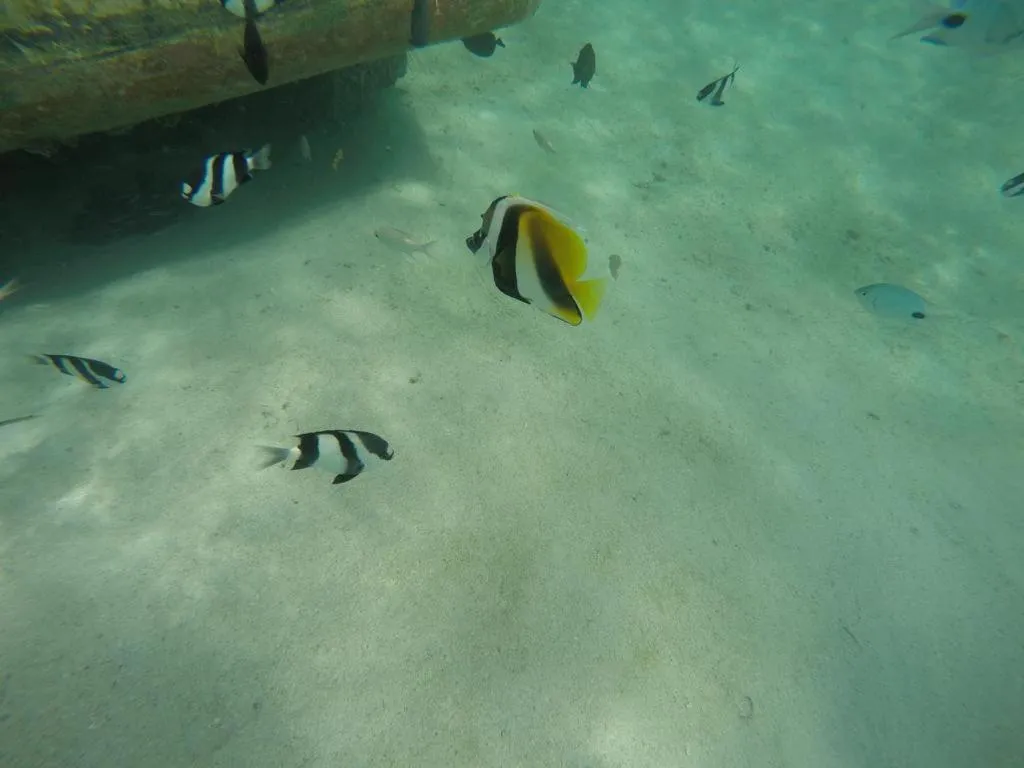 Activities in Flo Villa