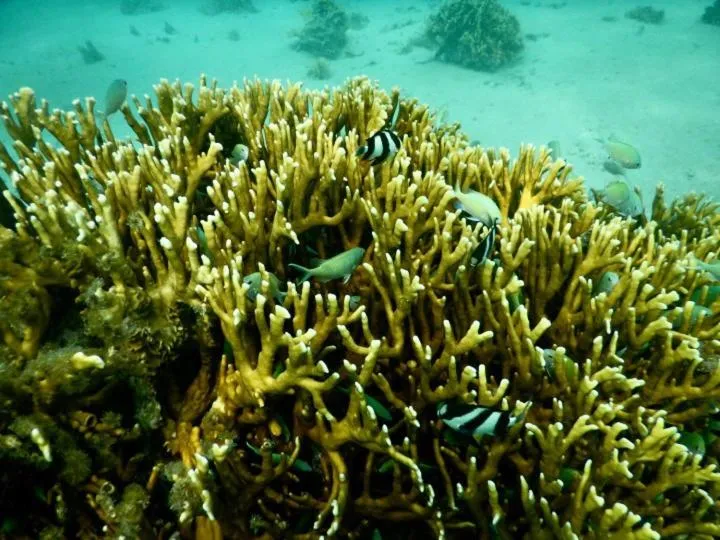 Snorkeling in Flo Villa