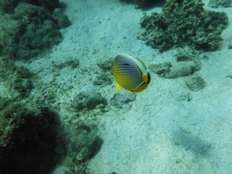 Activities in Flo Villa