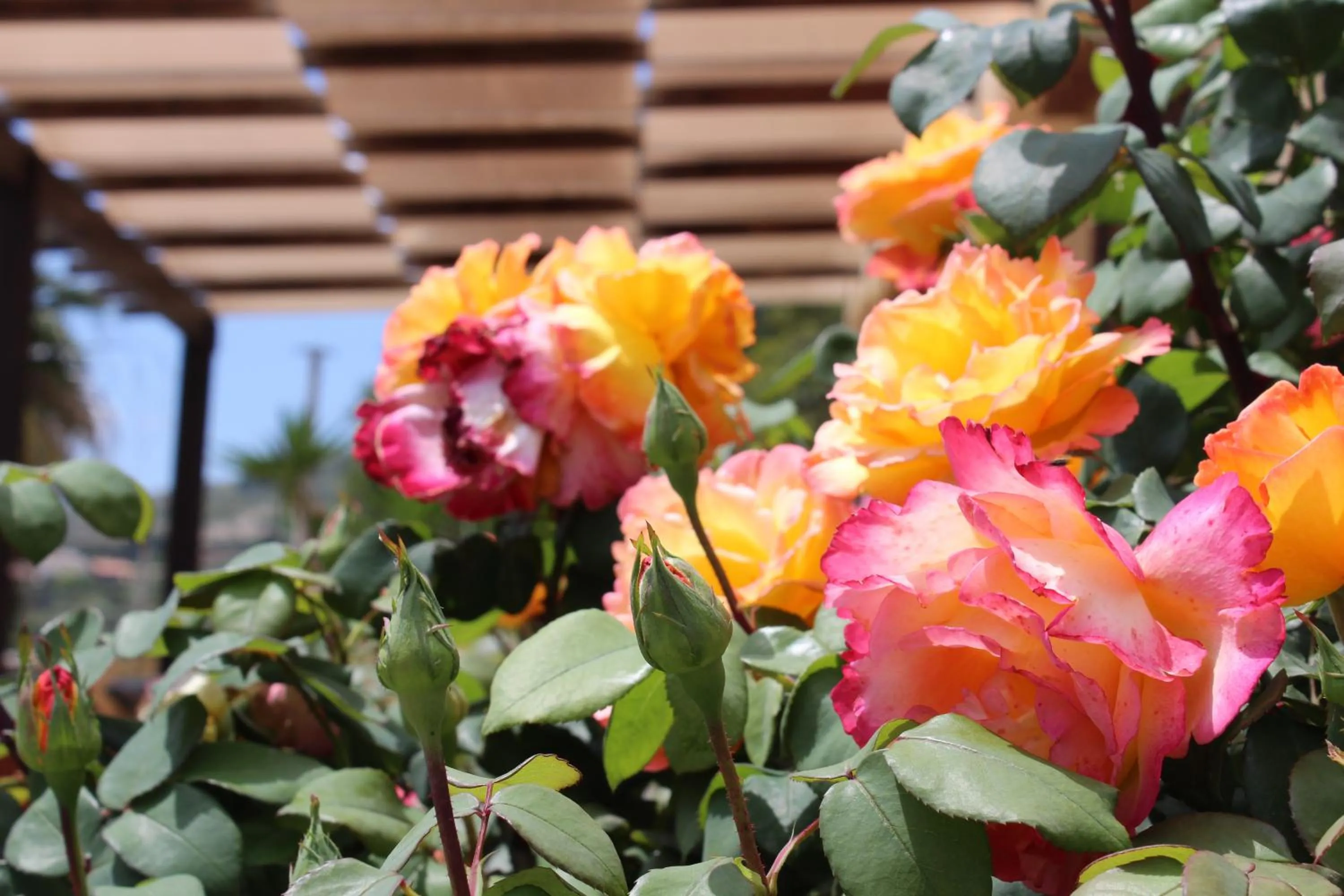 Garden in Hotel Grotticelli
