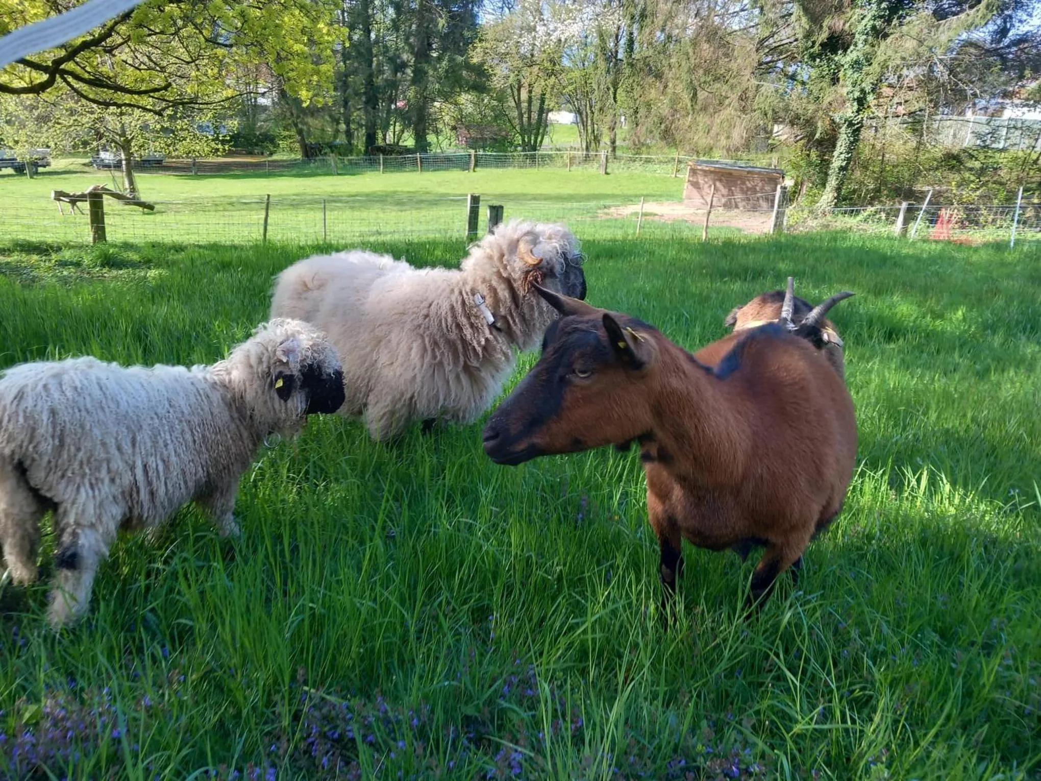 Garden in Le Domaine (Swiss Lodge)