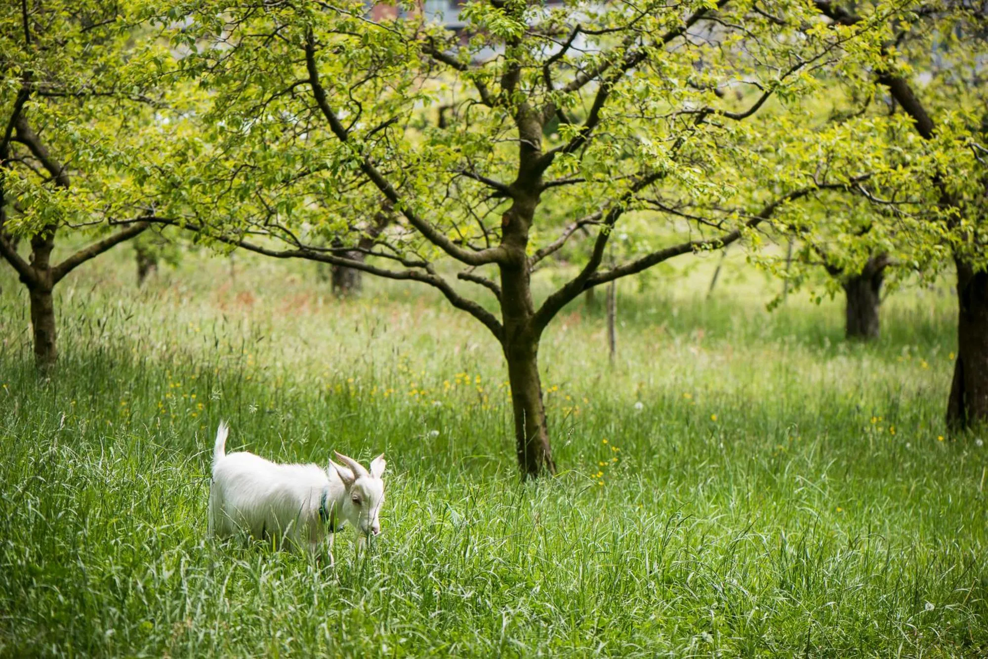 Garden in Le Domaine (Swiss Lodge)