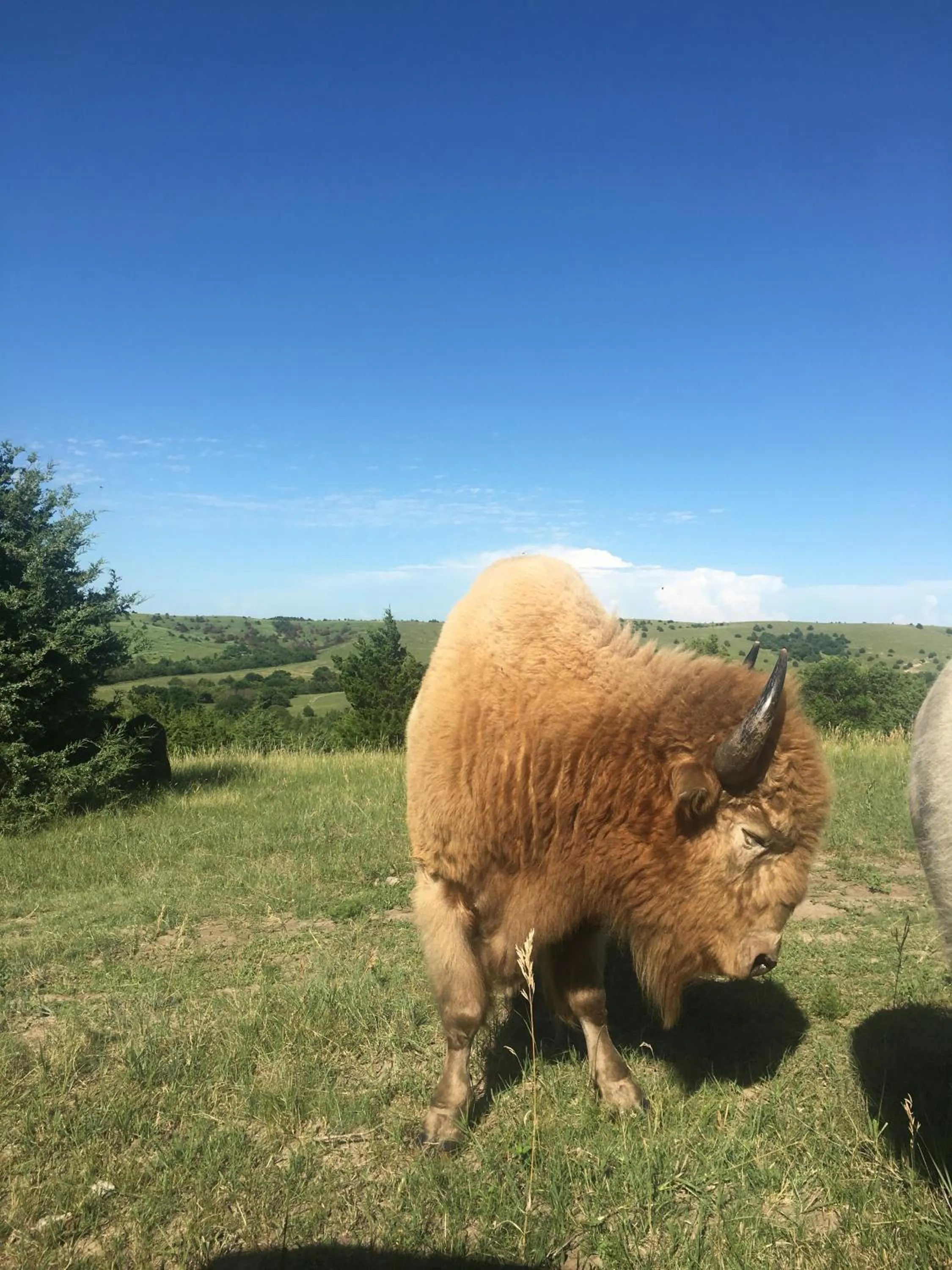 Property building in ReWild Ranch LLC