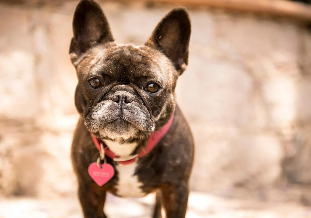 Animals in Casa Estrella de la Valenciana Hotel Boutique
