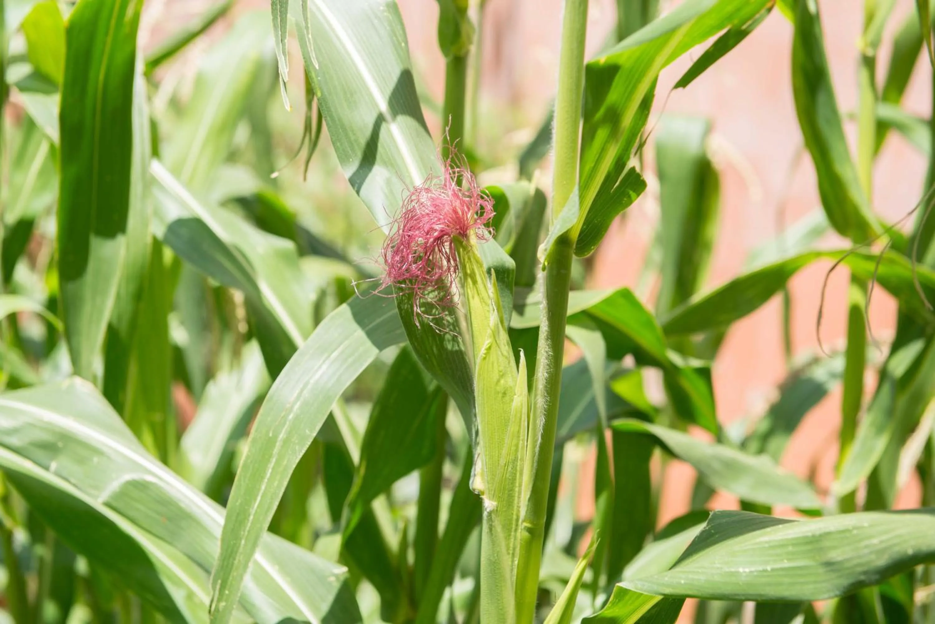 Off site in Casa Estrella de la Valenciana Hotel Boutique