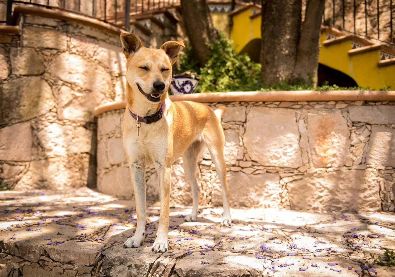 Animals in Casa Estrella de la Valenciana Hotel Boutique