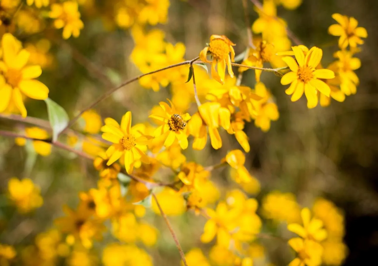 Off site in Casa Estrella de la Valenciana Hotel Boutique