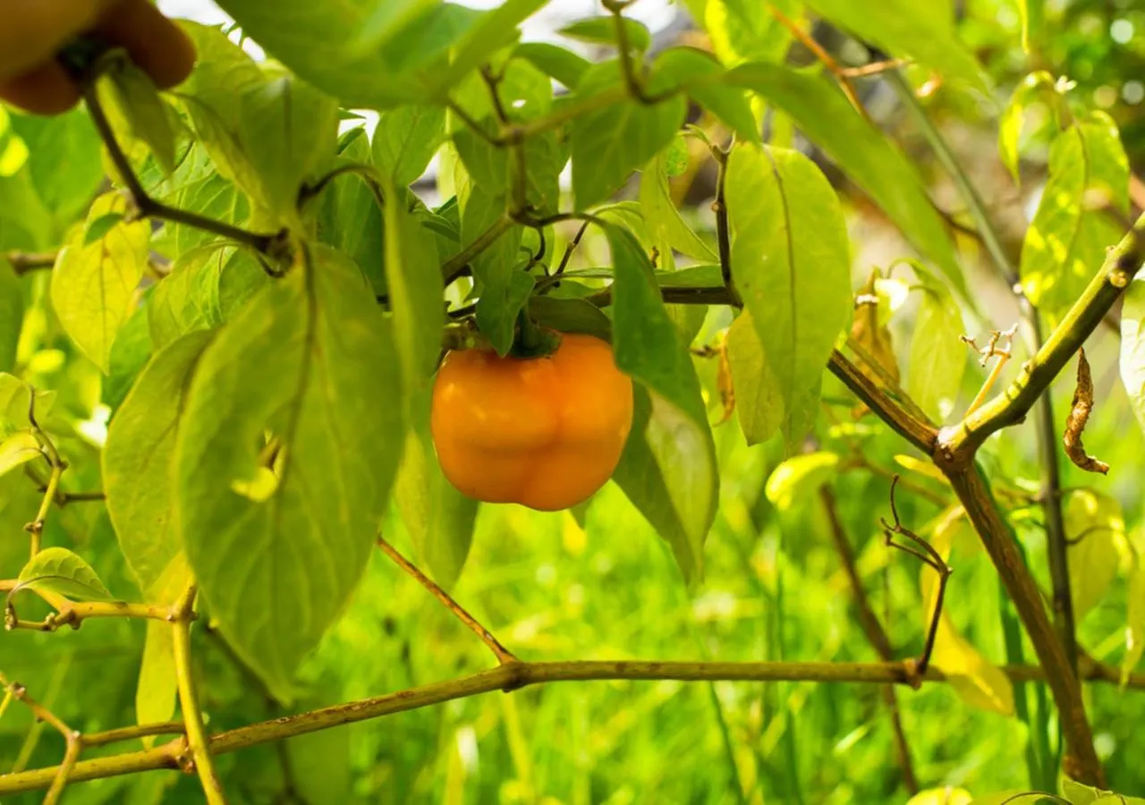 Off site in Casa Estrella de la Valenciana Hotel Boutique