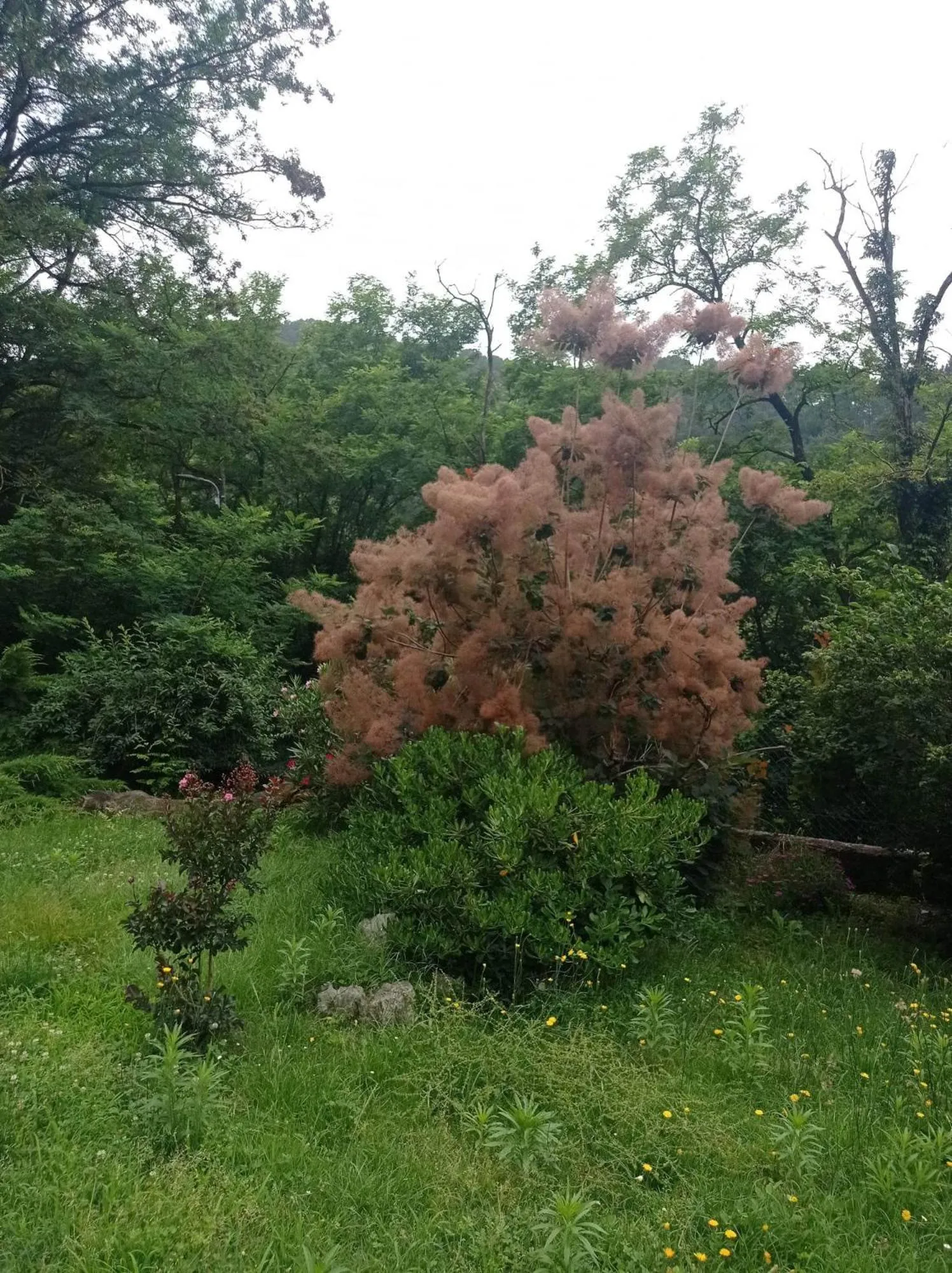 Logis Hotel Restaurant la Corniche des Cevennes