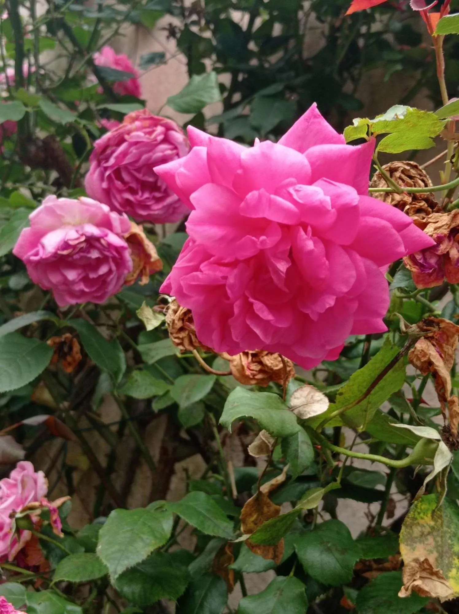 Logis Hotel Restaurant la Corniche des Cevennes