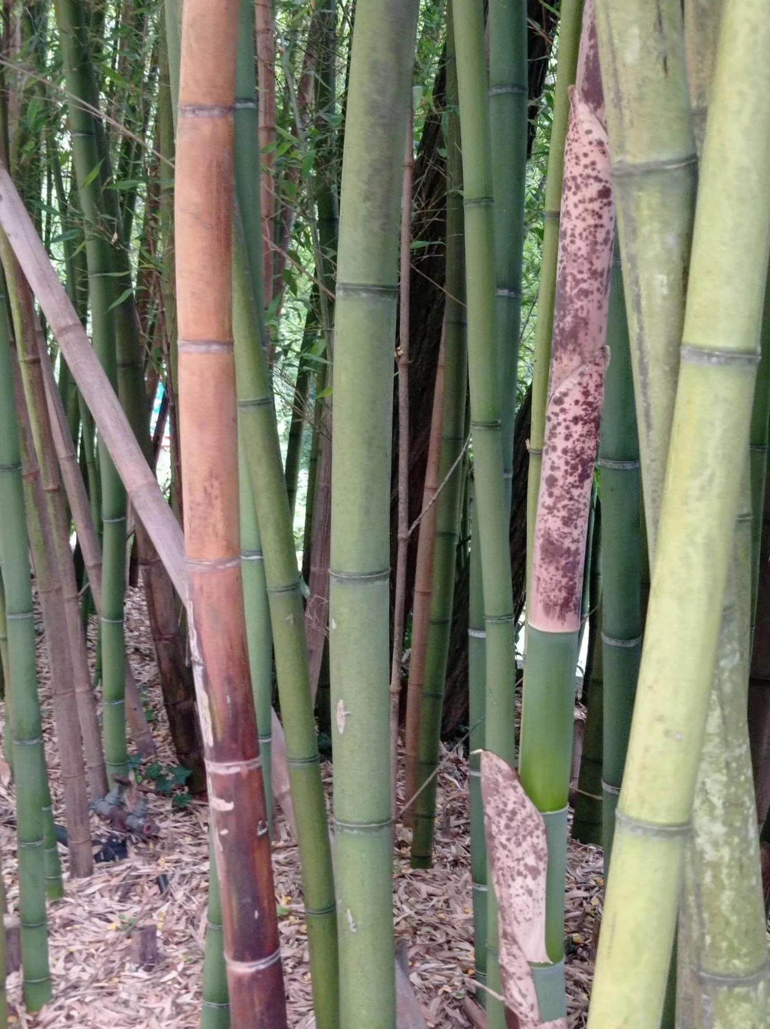 Logis Hotel Restaurant la Corniche des Cevennes