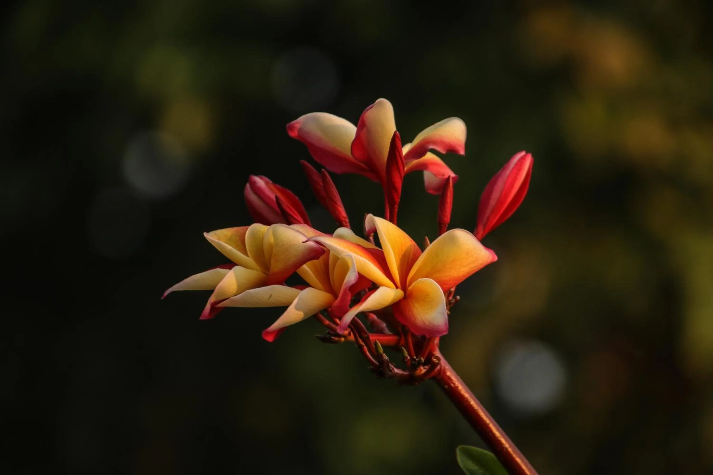 BaanRai KhunYa บ้านไร่คุณย่า