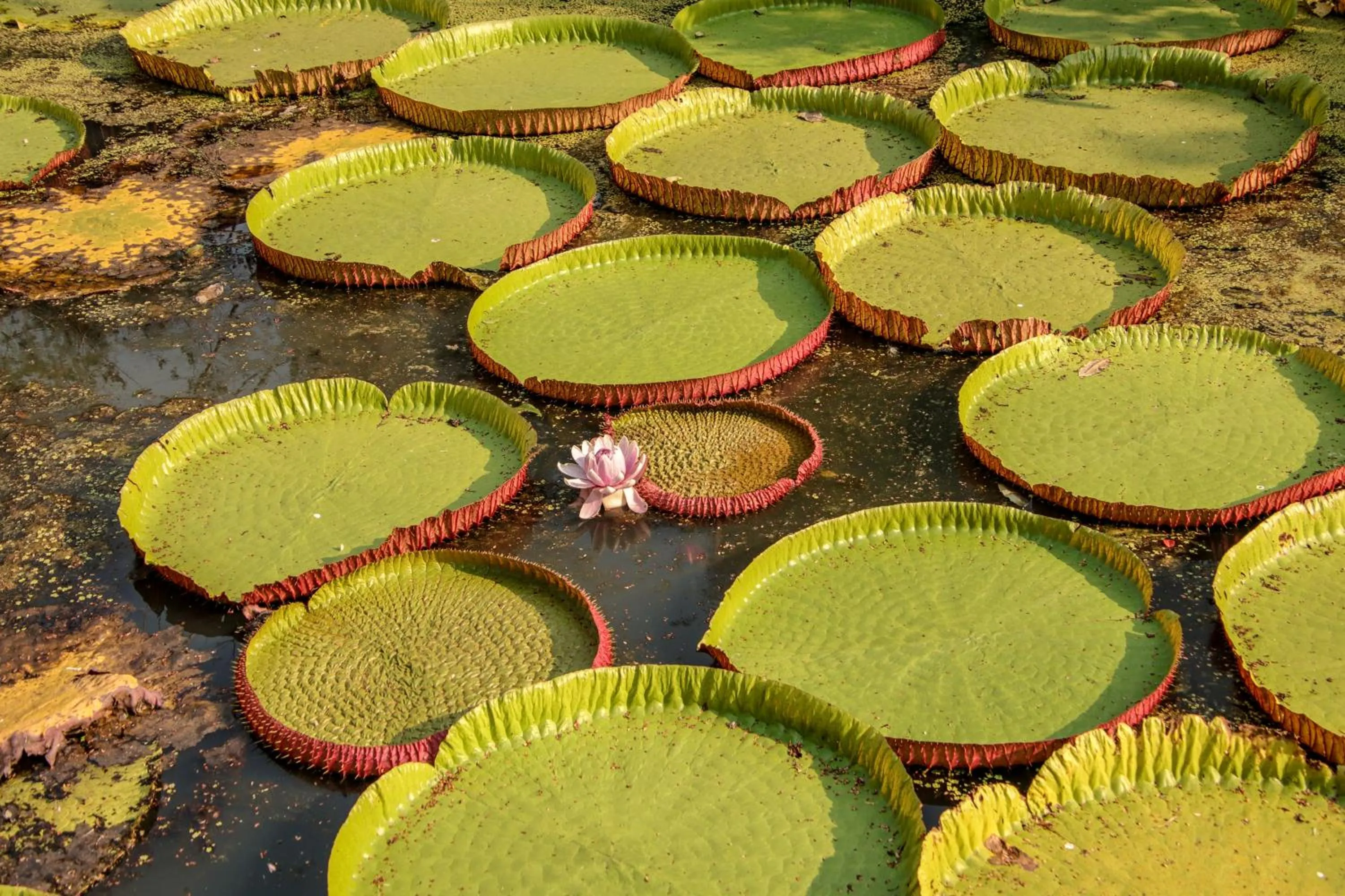 BaanRai KhunYa บ้านไร่คุณย่า