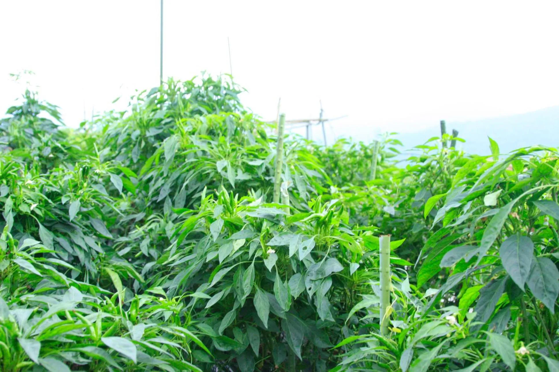 Area and facilities in Nobori