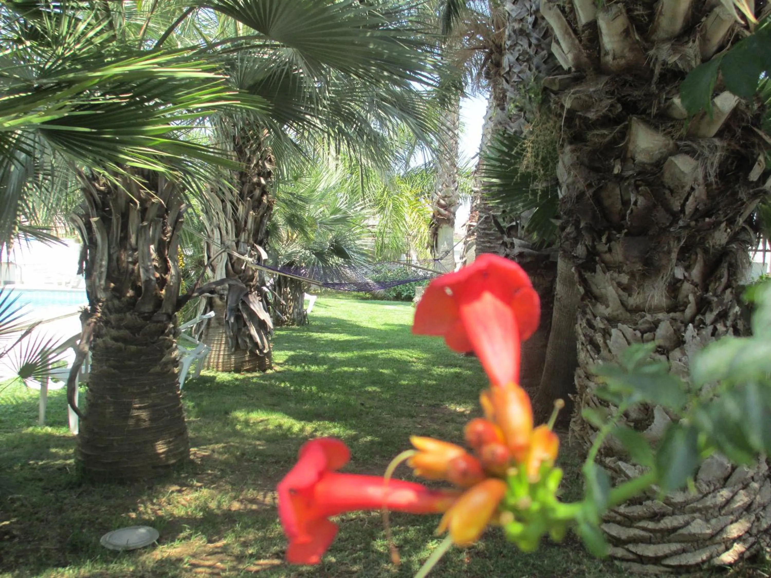 Decorative detail in Cuore Di Palme