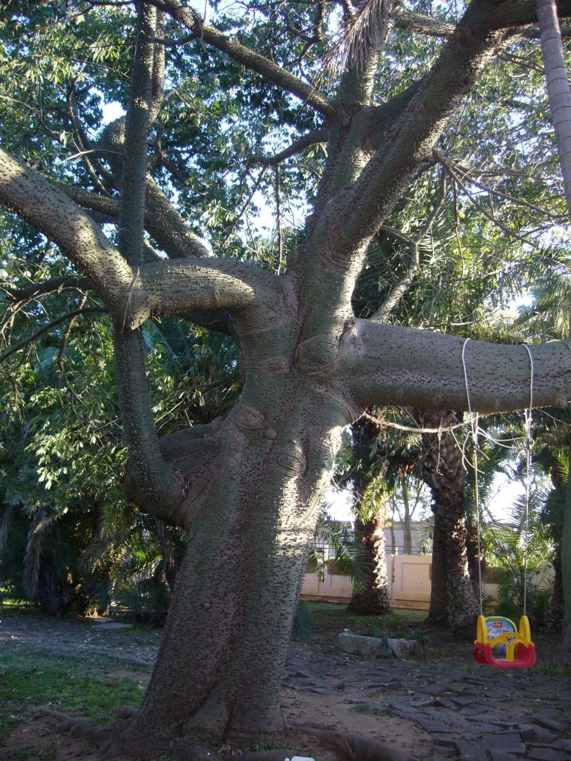 Garden in Cuore Di Palme
